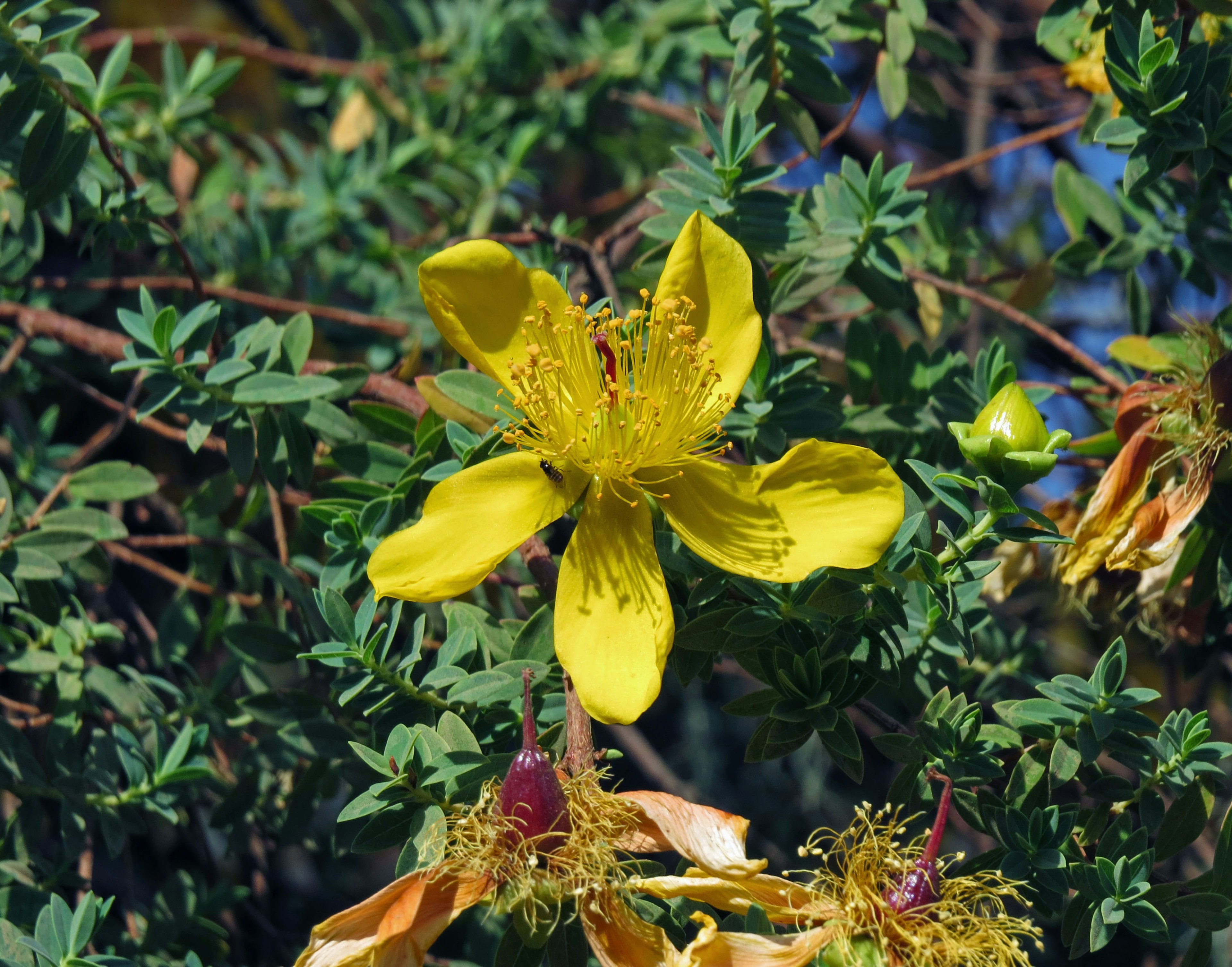 Acercamiento de una flor amarilla con hojas verdes