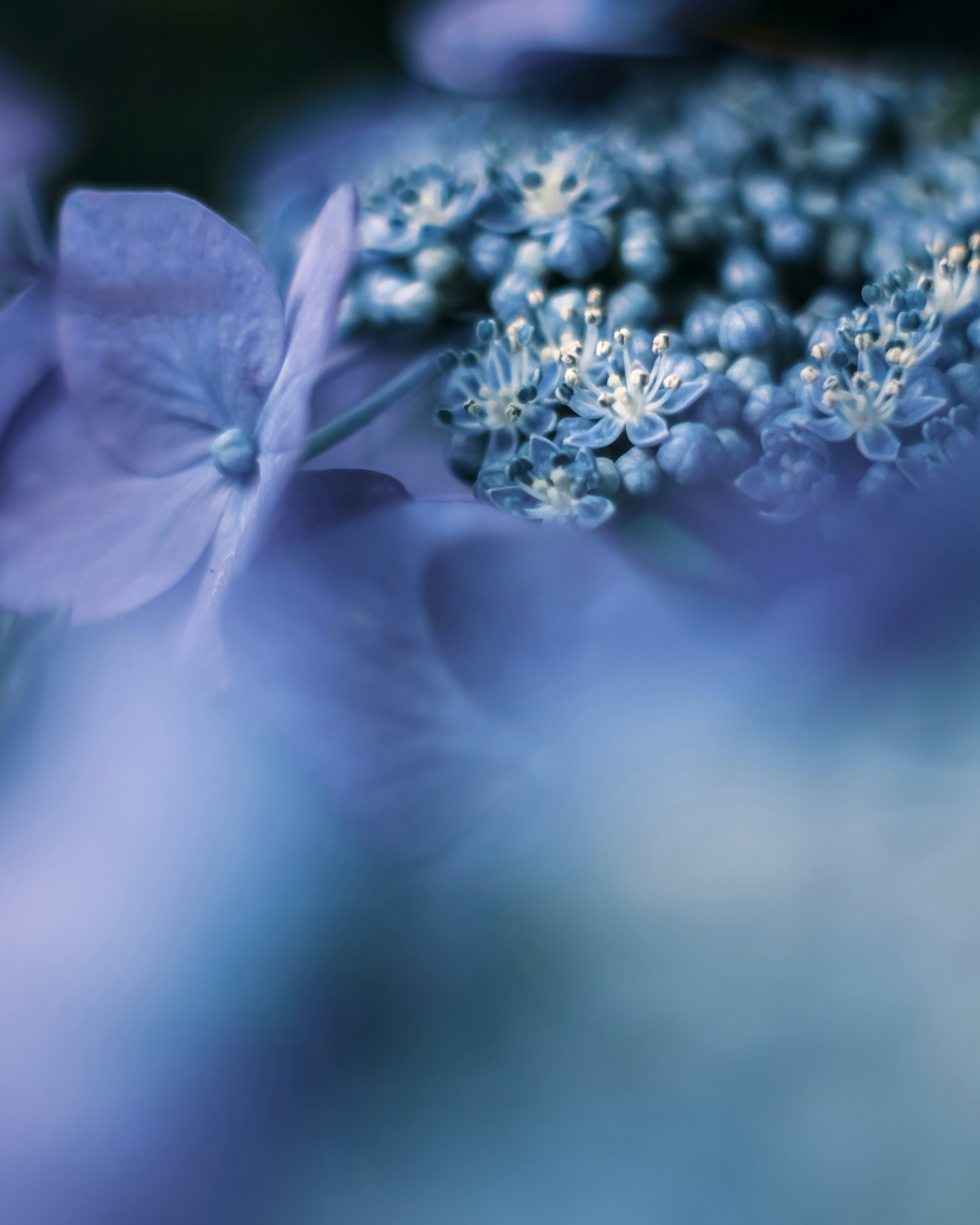 Close-up of blue flowers with soft hues and intricate details