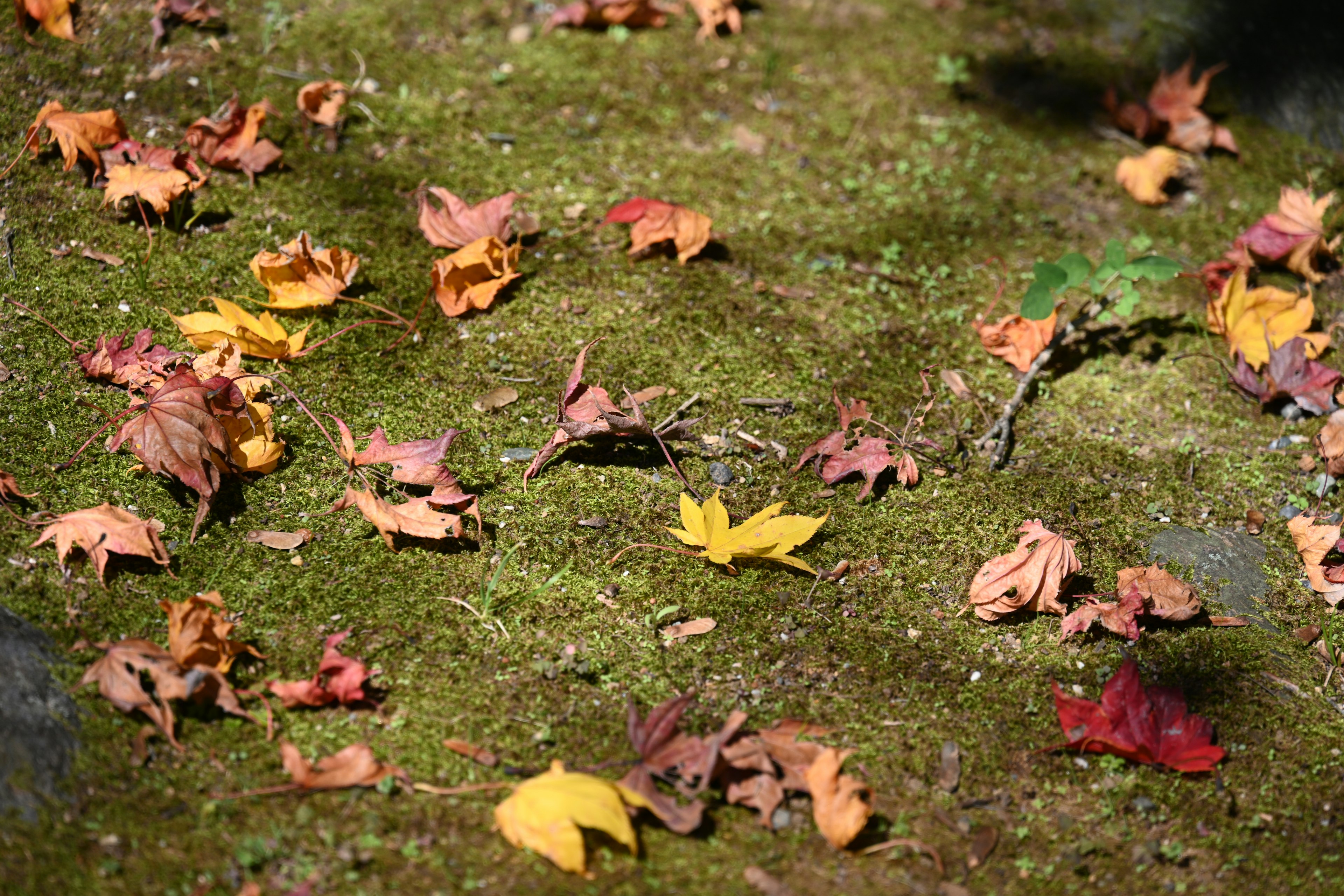 Foglie autunnali colorate sparse su un terreno muschioso