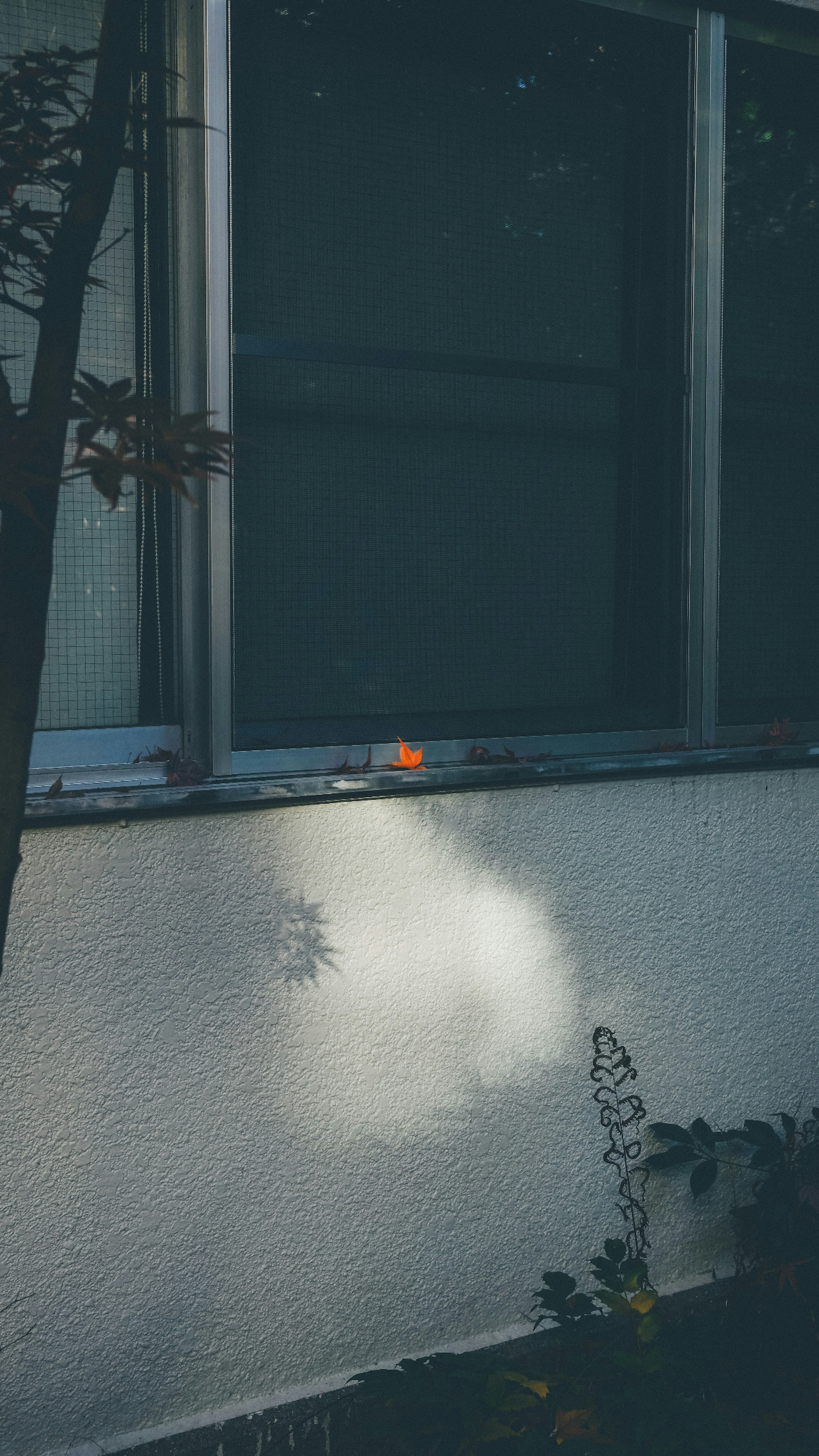 Weißer Wand neben einem Fenster mit Schatten und Pflanzen