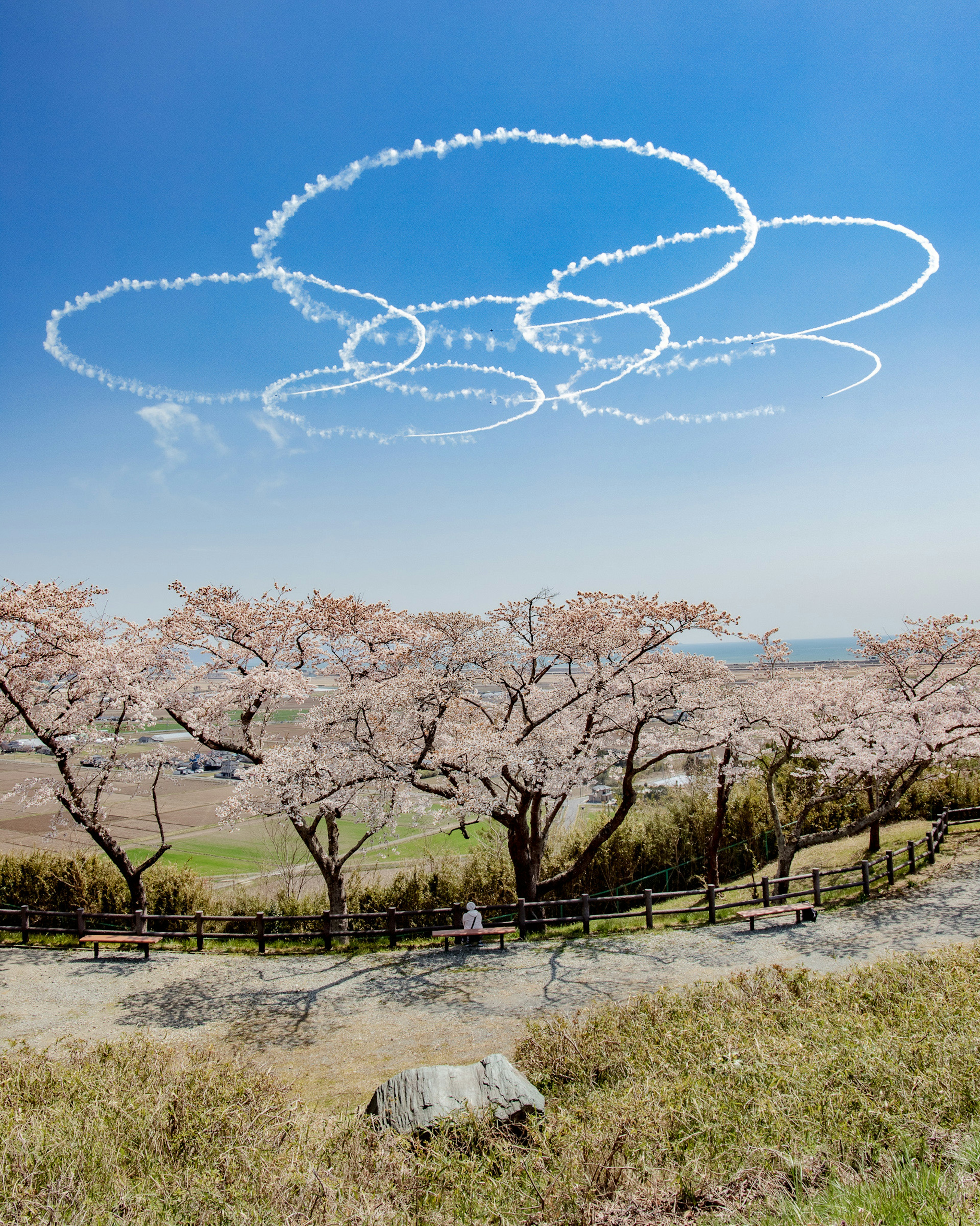 Jejak asap putih di langit biru di atas pohon sakura