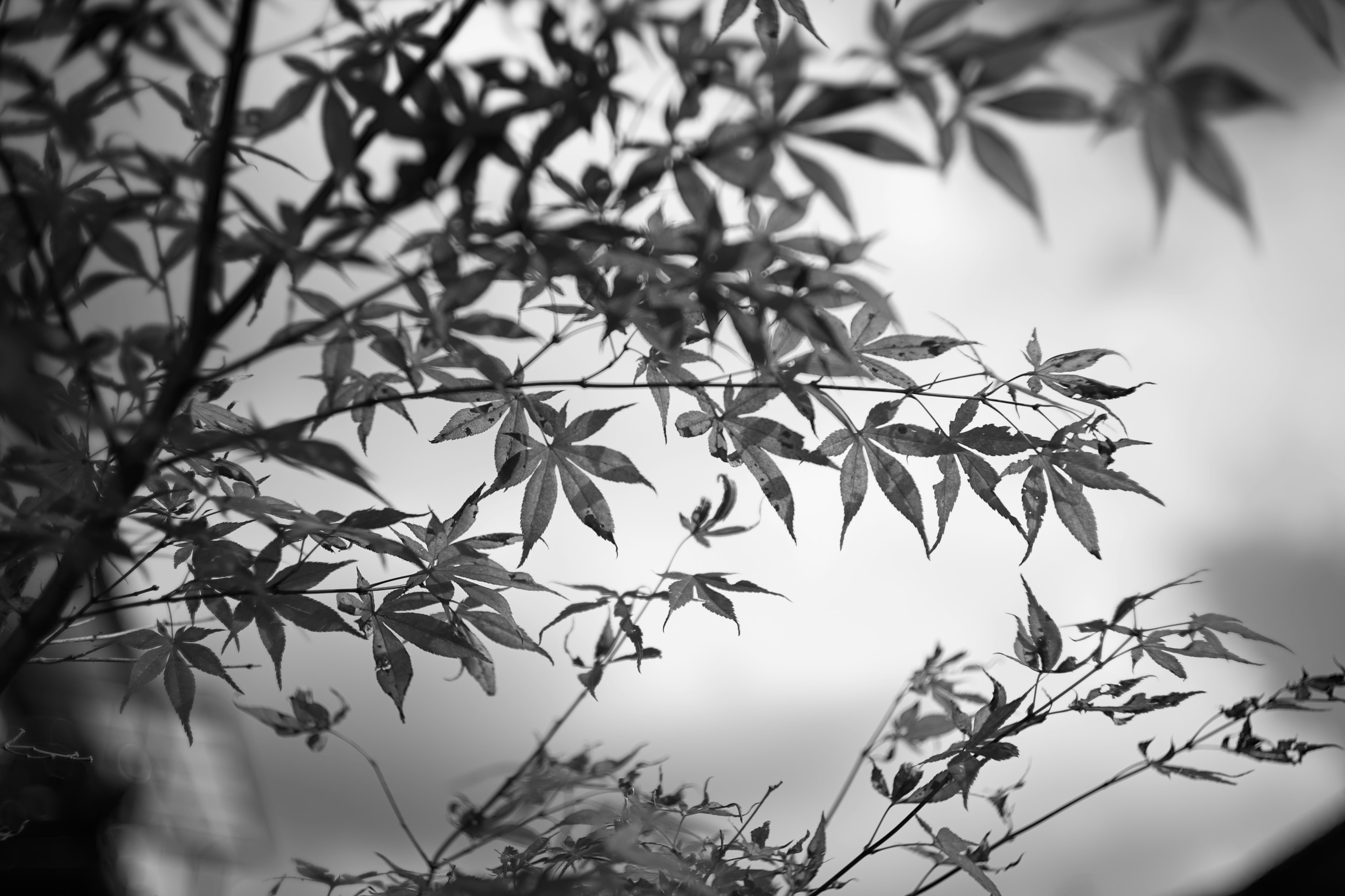 Delicate branches of leaves against a black and white background