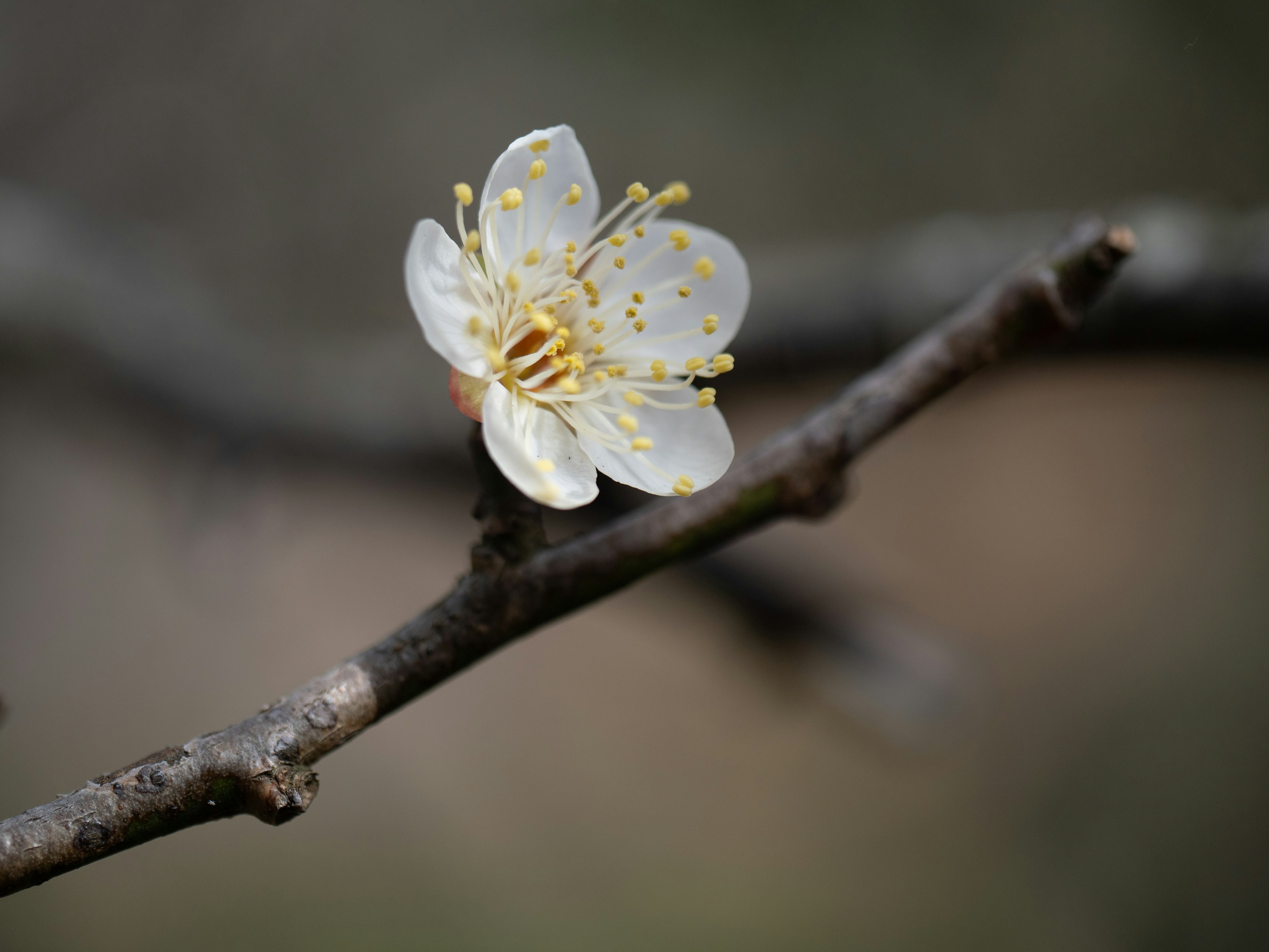 A white flower blooming on a branch