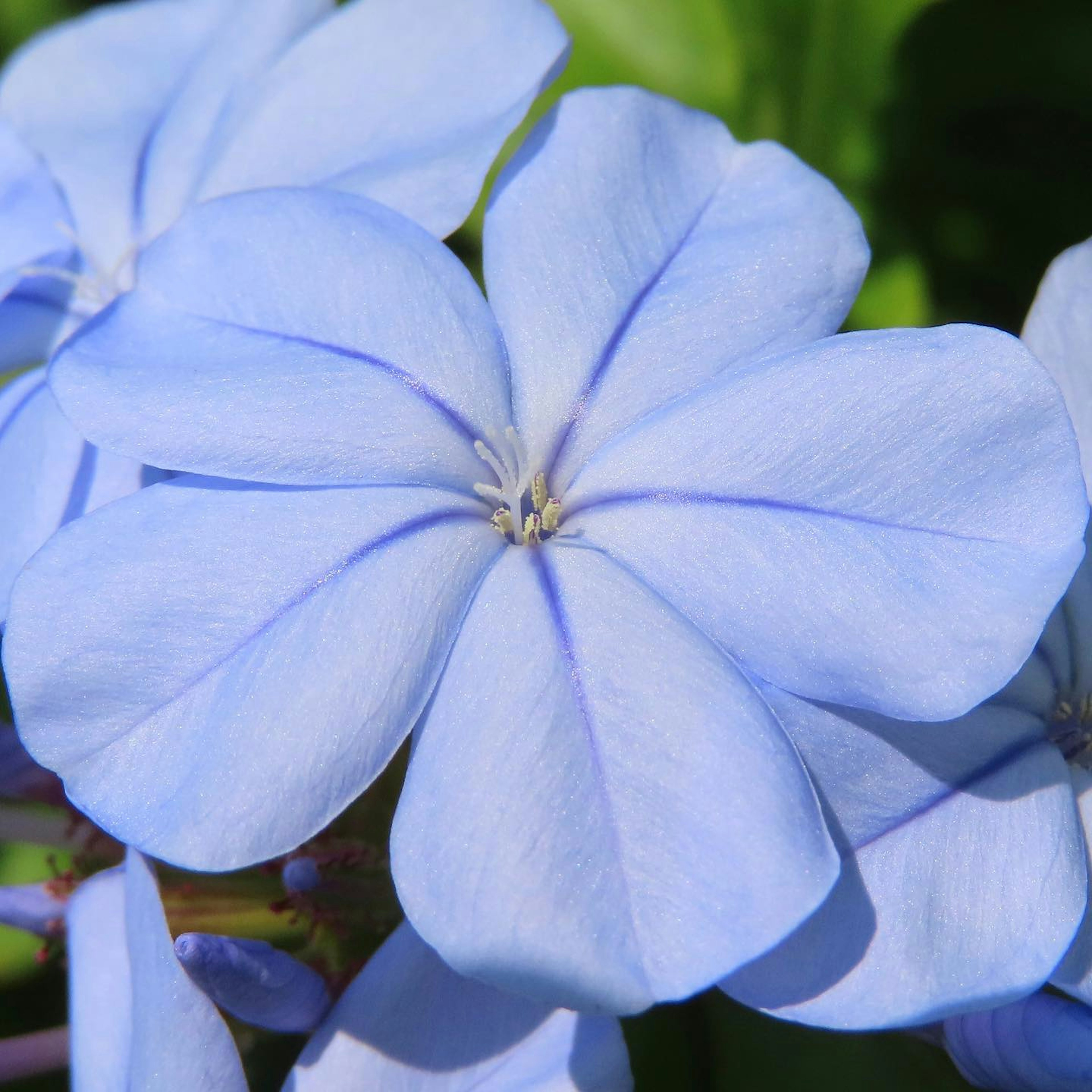 Acercamiento de una hermosa flor con pétalos azul claro