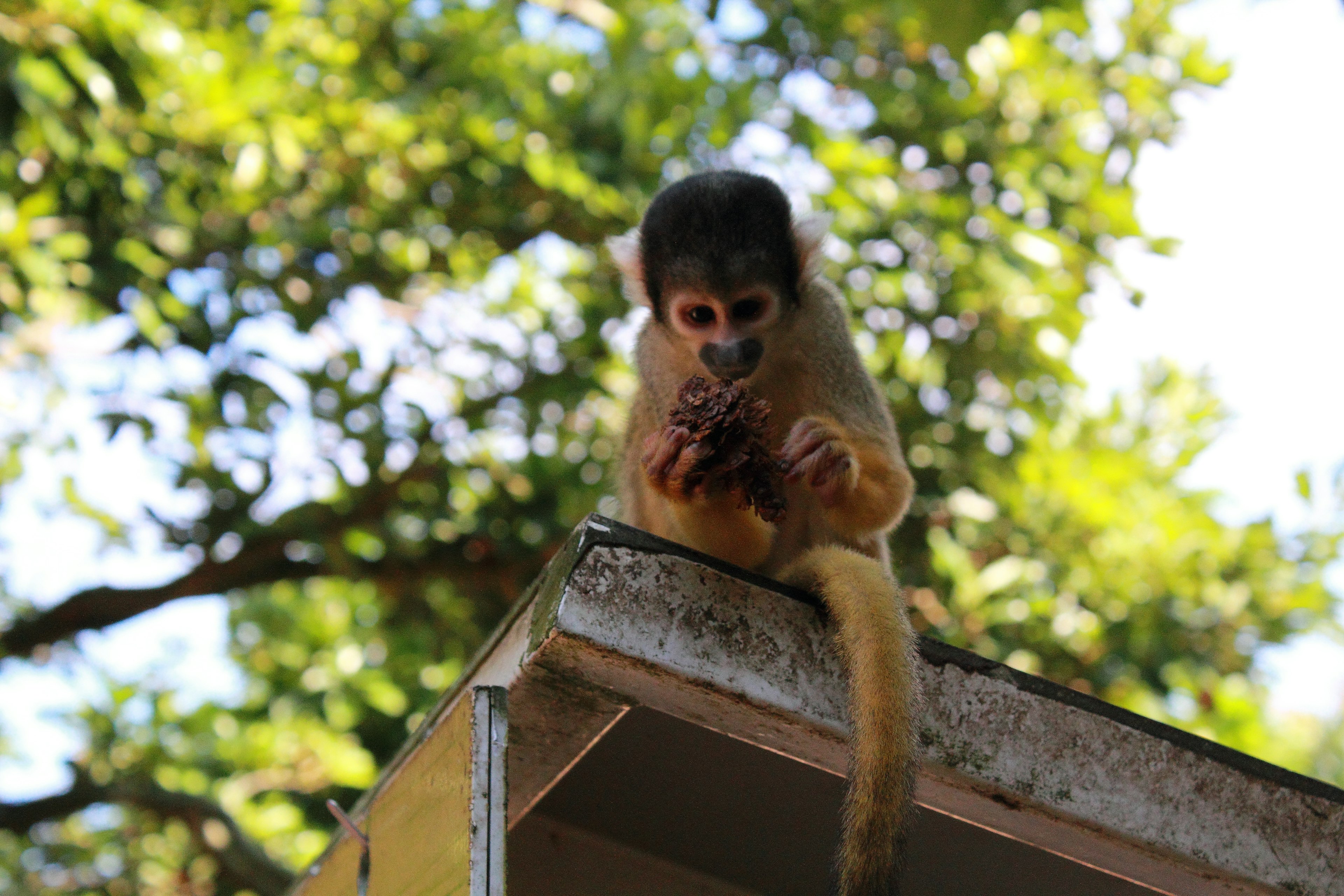 Seekor monyet duduk di dahan pohon sambil makan buah