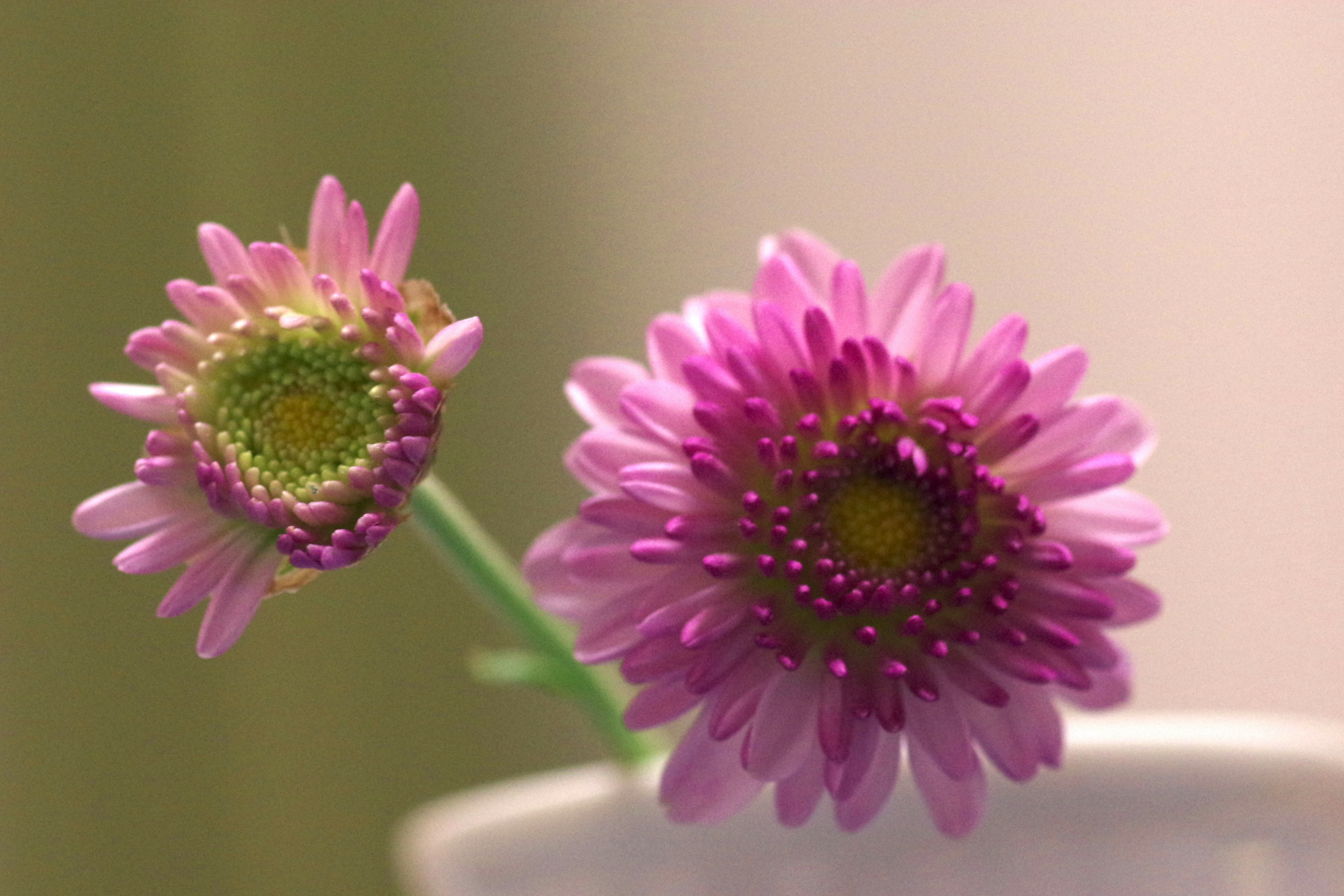 Zwei rosa Blumen blühen an einem grünen Stängel