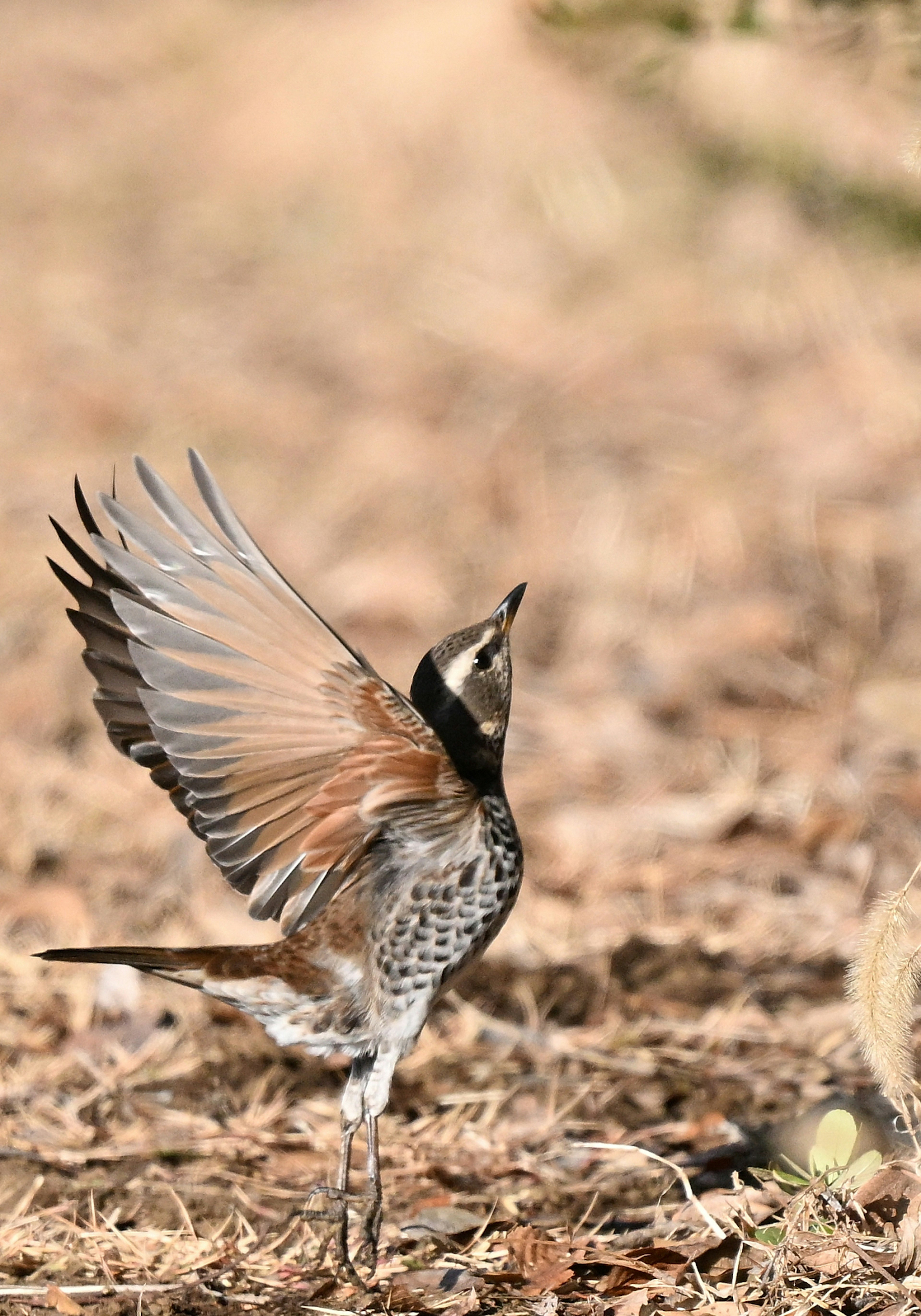 羽を広げる鳥の姿が特徴的な画像