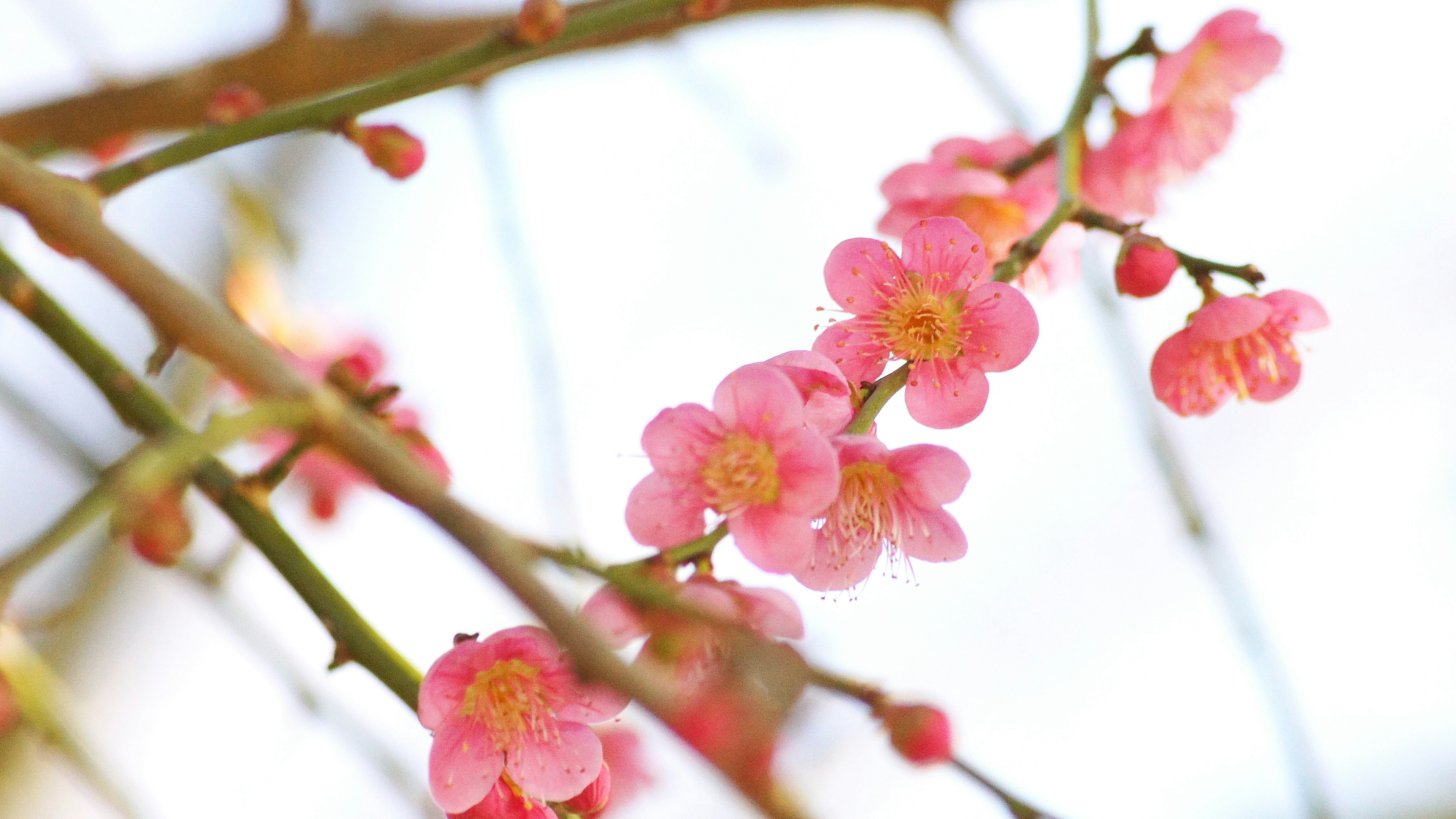 Close-up of cherry blossom flowers on a branch