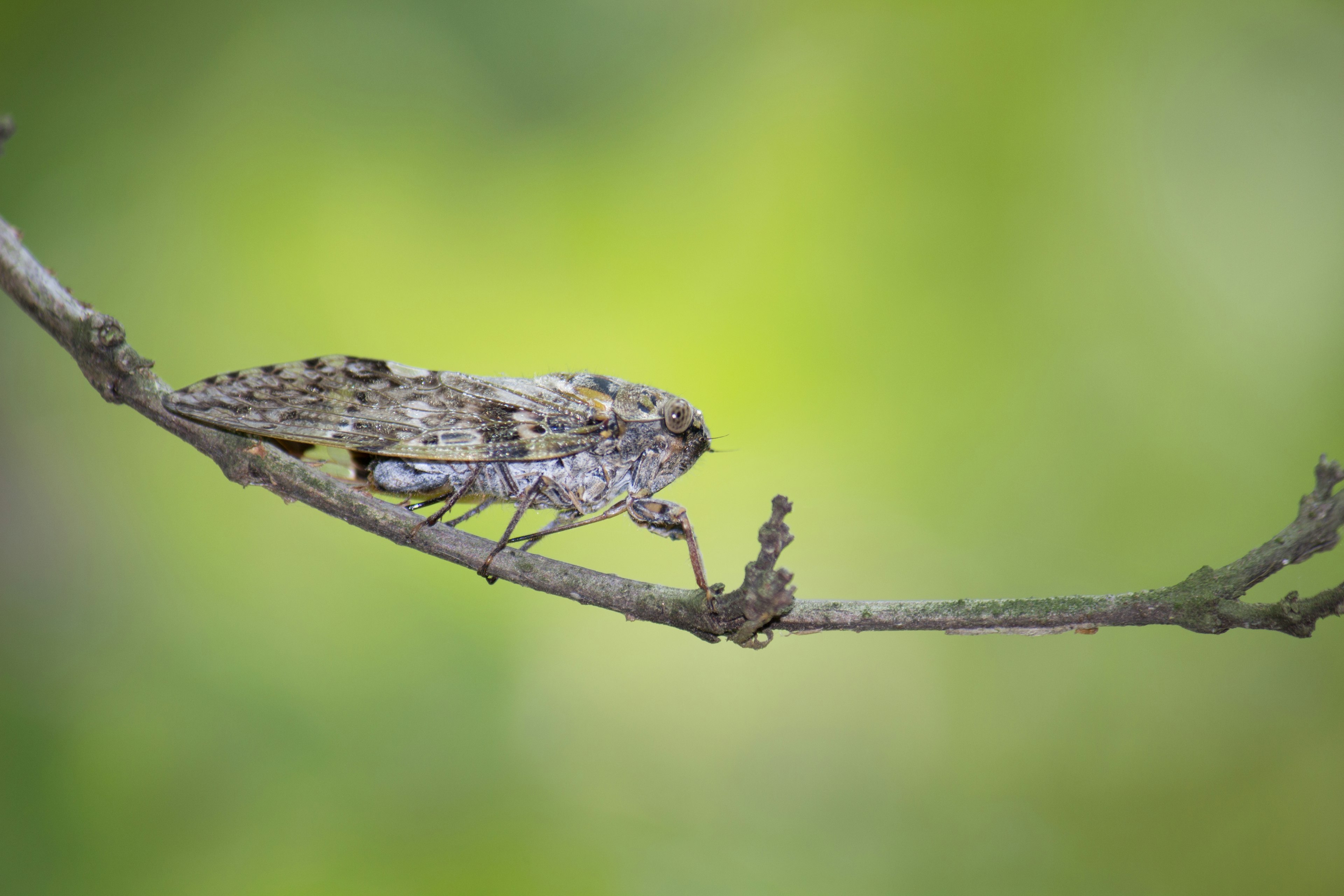 Nahaufnahme eines Insekts, das auf einem Ast mit grünem Hintergrund sitzt