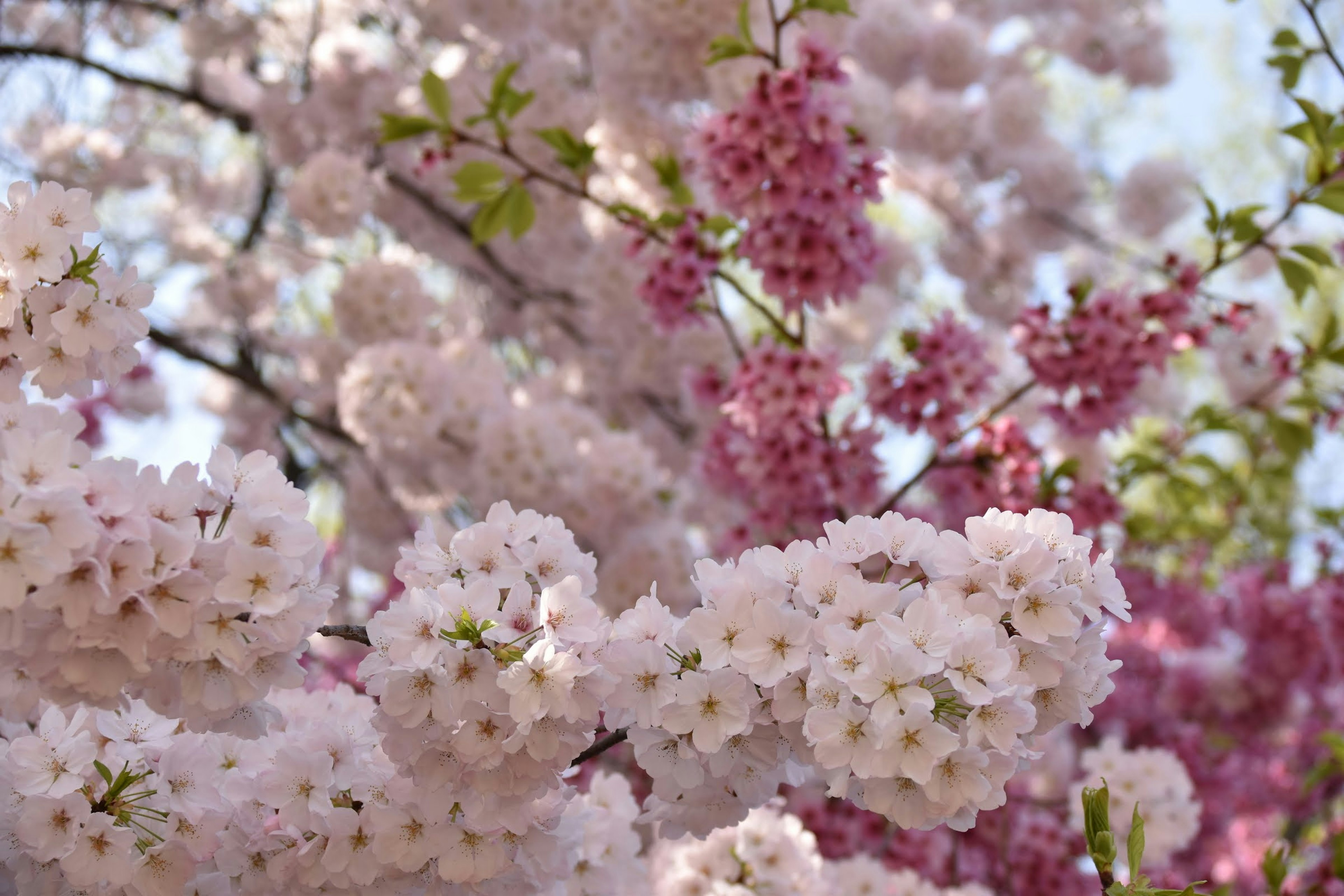 桜の花が咲いている美しい風景