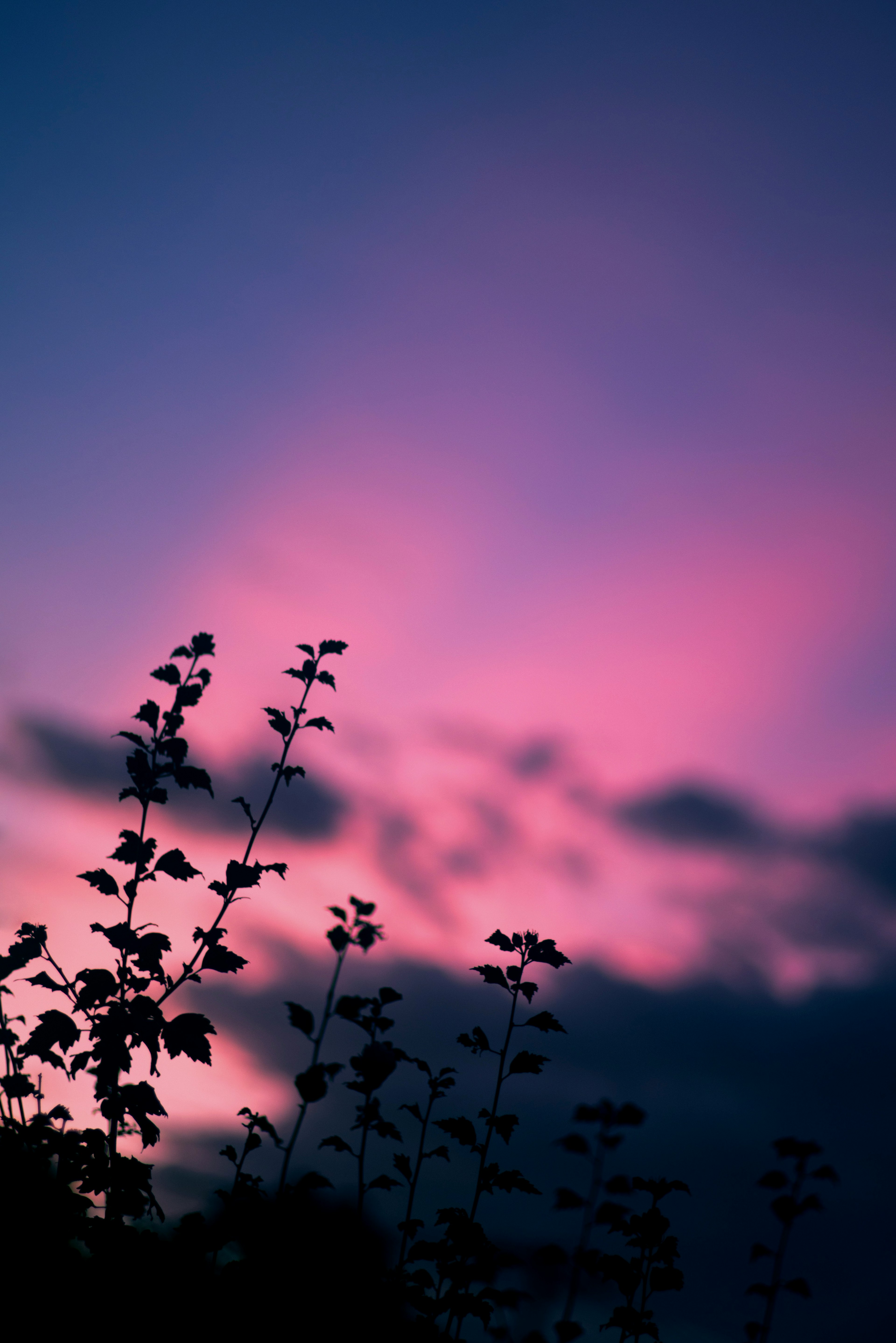 Silhouette of plants against a twilight sky