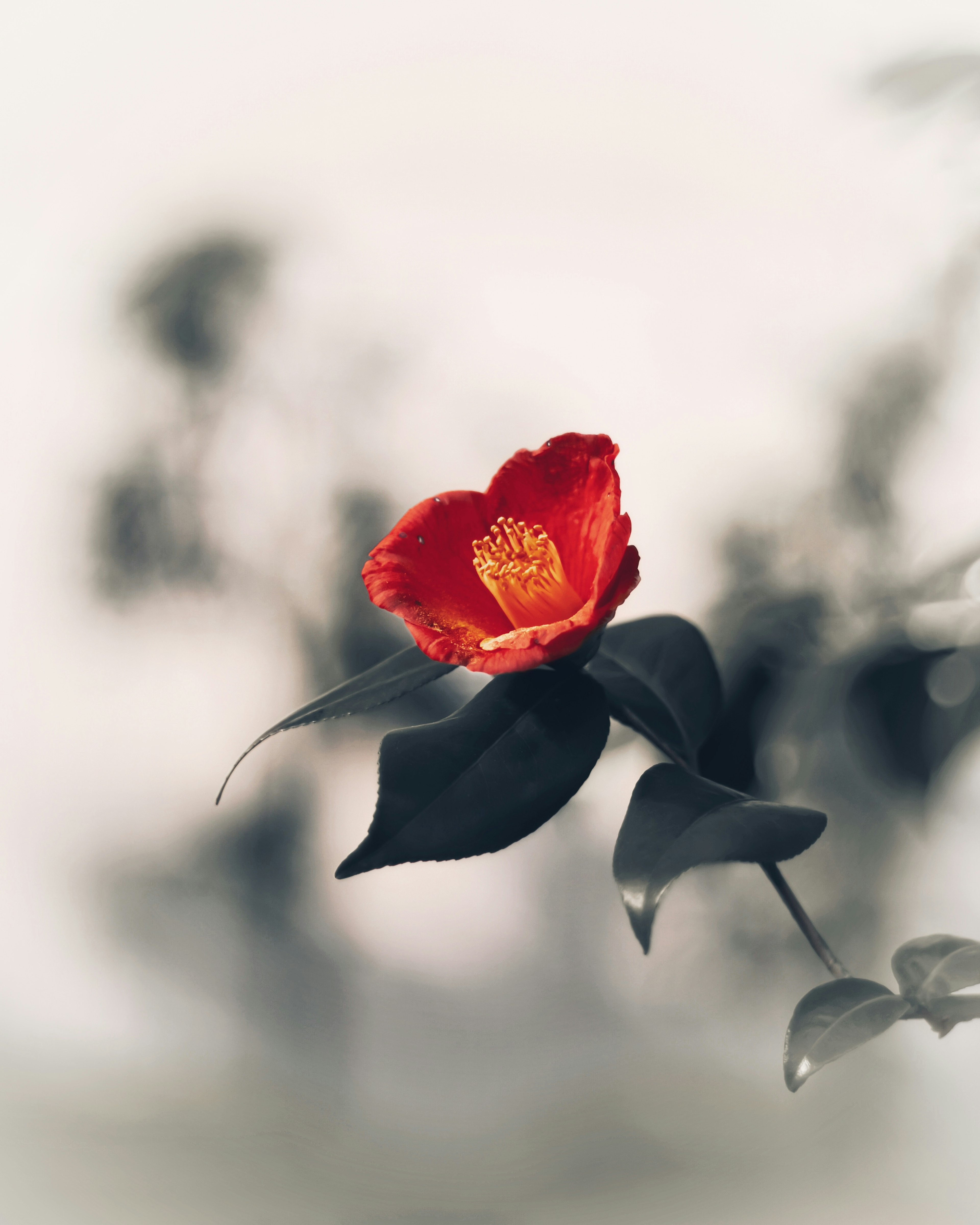 Une fleur rouge frappante se détache sur un fond doux