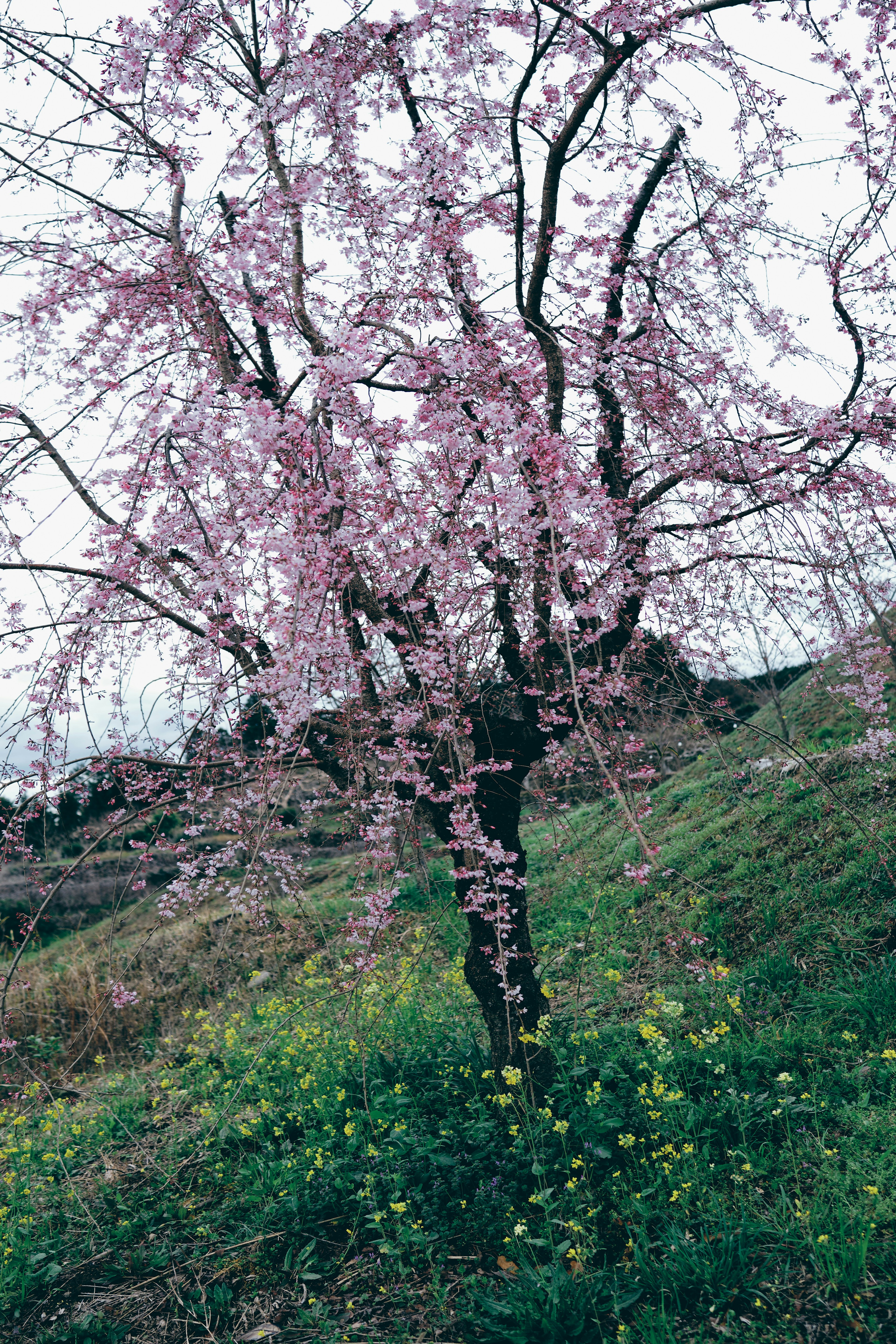 ピンクの花が咲く桜の木と緑の草地