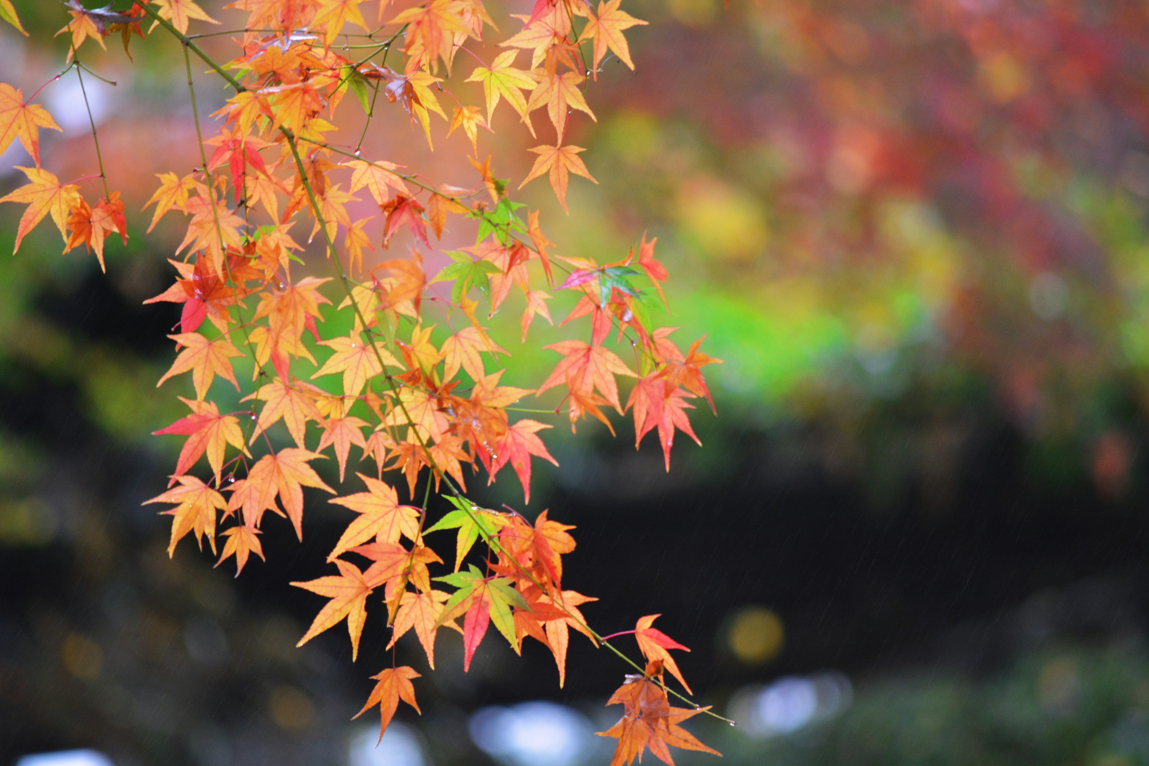 色鮮やかな紅葉の葉が枝に生い茂る風景