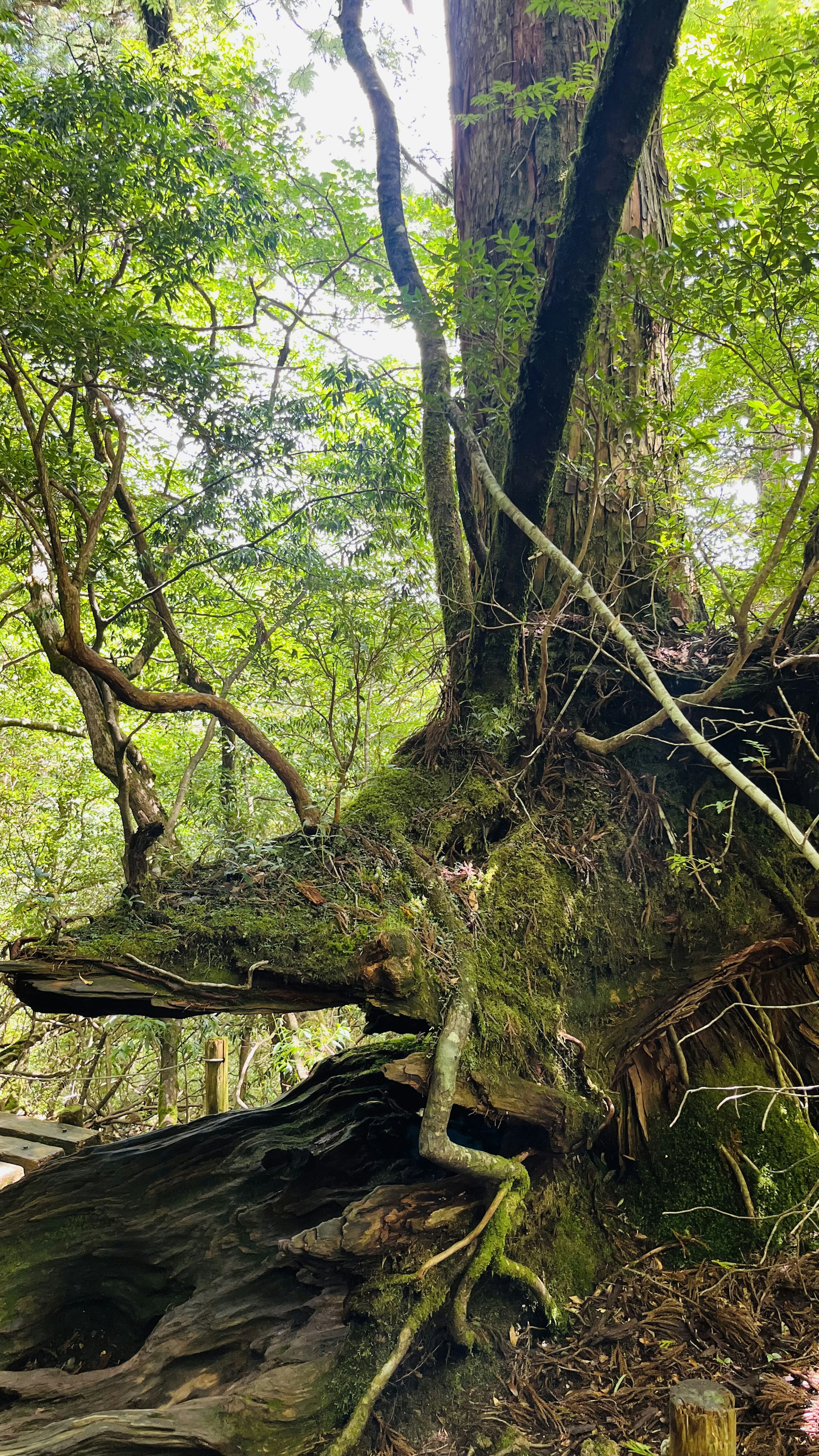 緑豊かな森の中にある大きな木の根元の画像 太い根と周囲の植物が特徴的