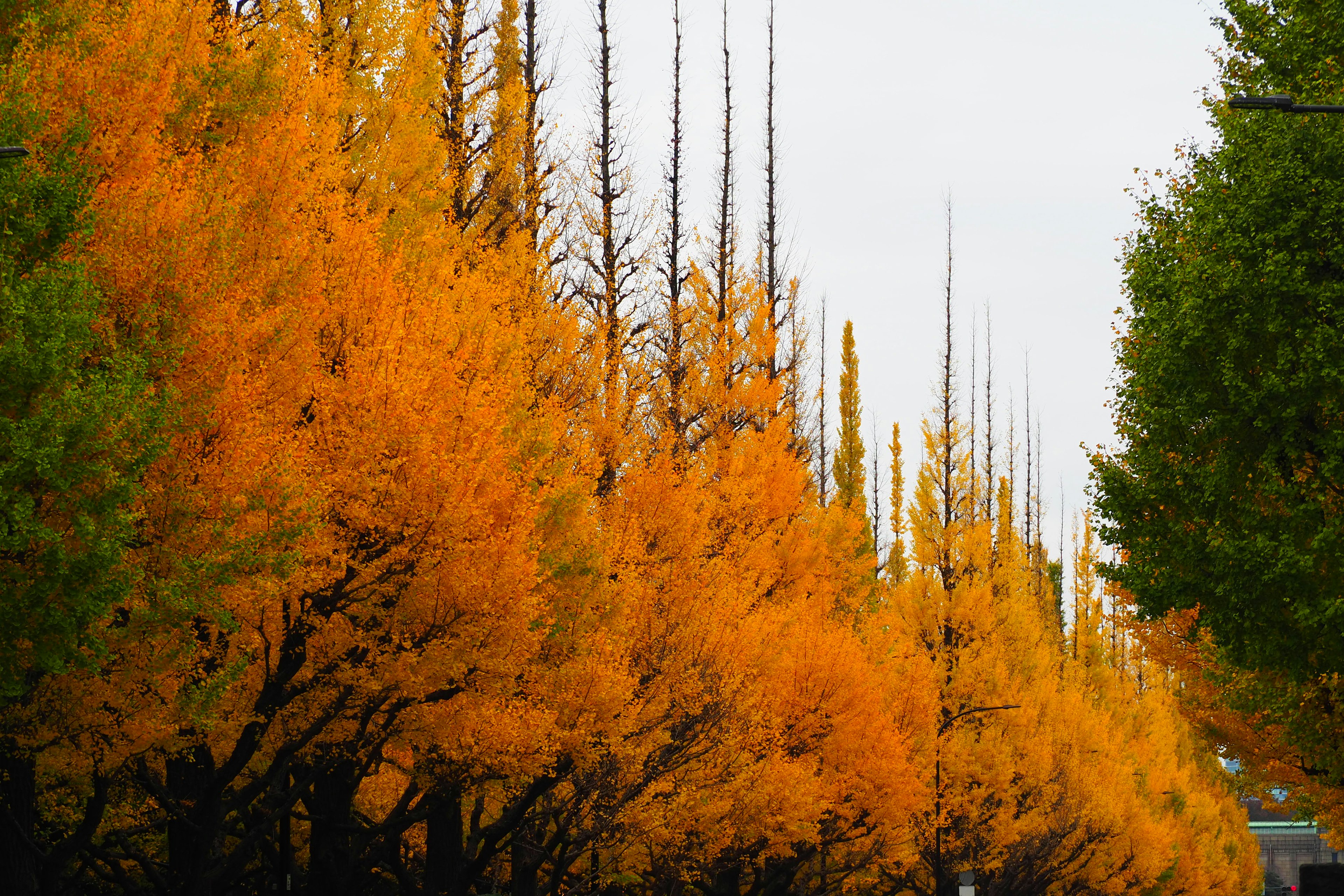 Vista escénica de un camino arbolado con un follaje amarillo vibrante en otoño