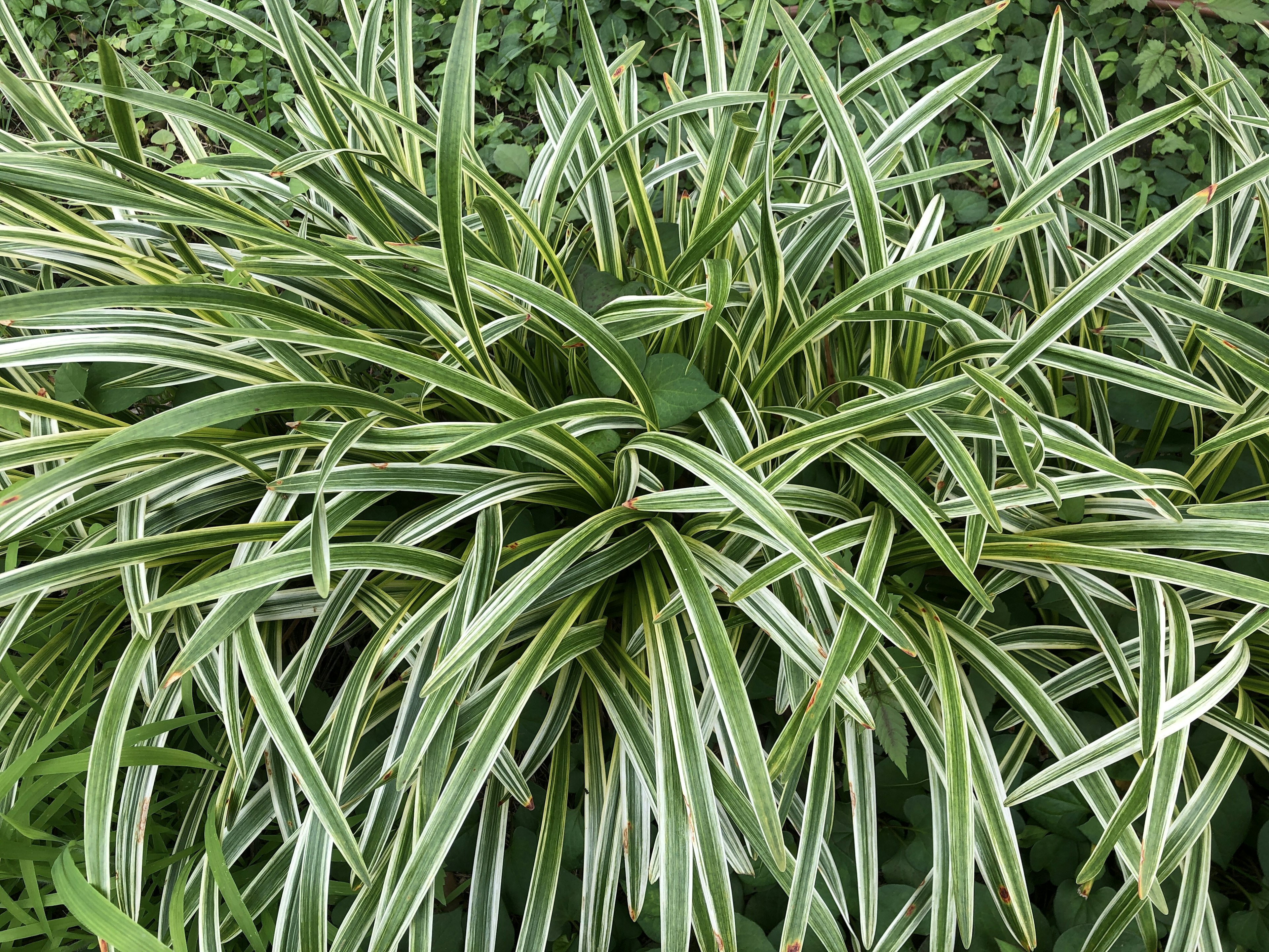 Groupe de plantes avec des feuilles rayées vertes et blanches