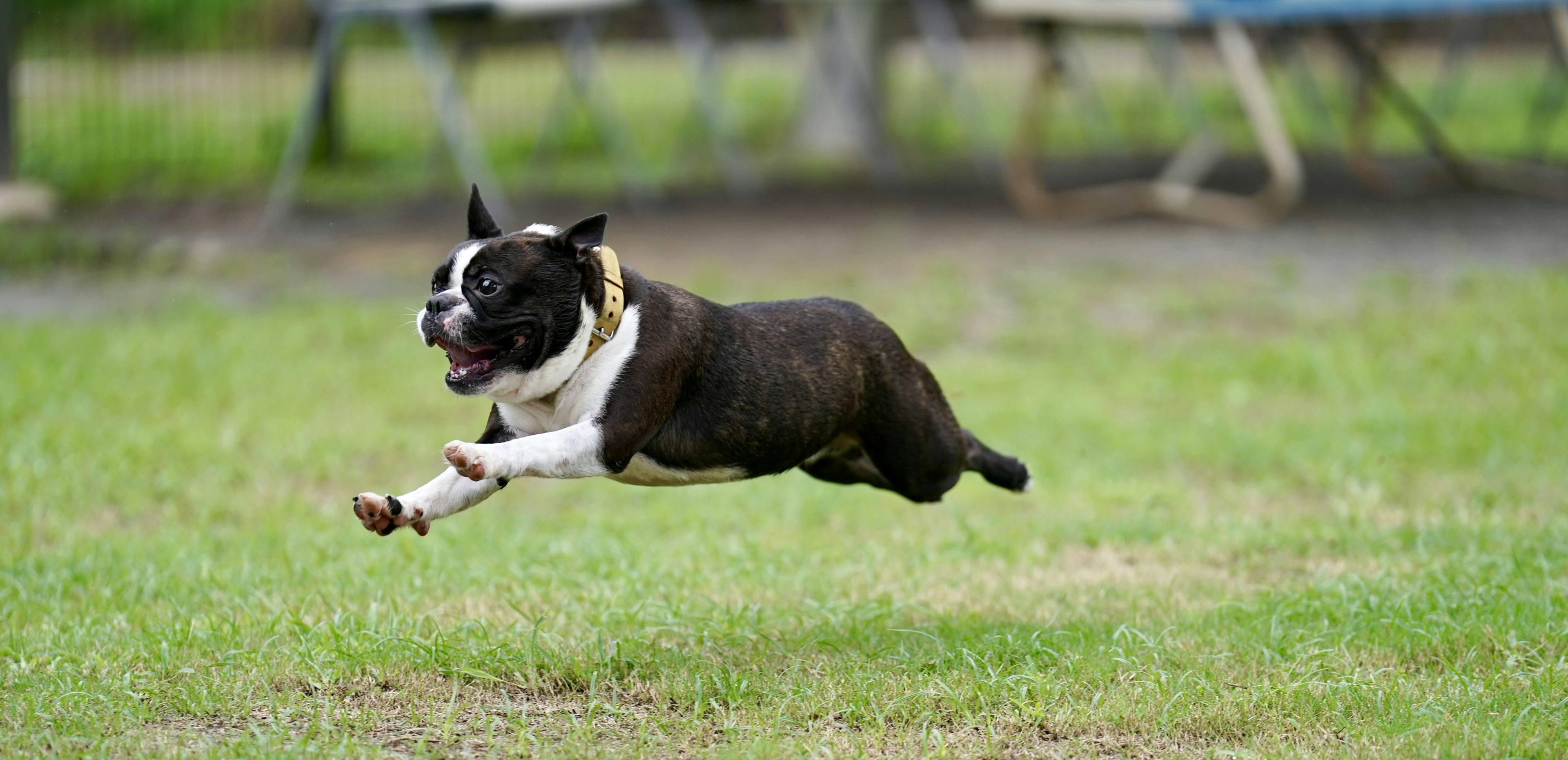 Un chien Boston Terrier sautant dans un parc