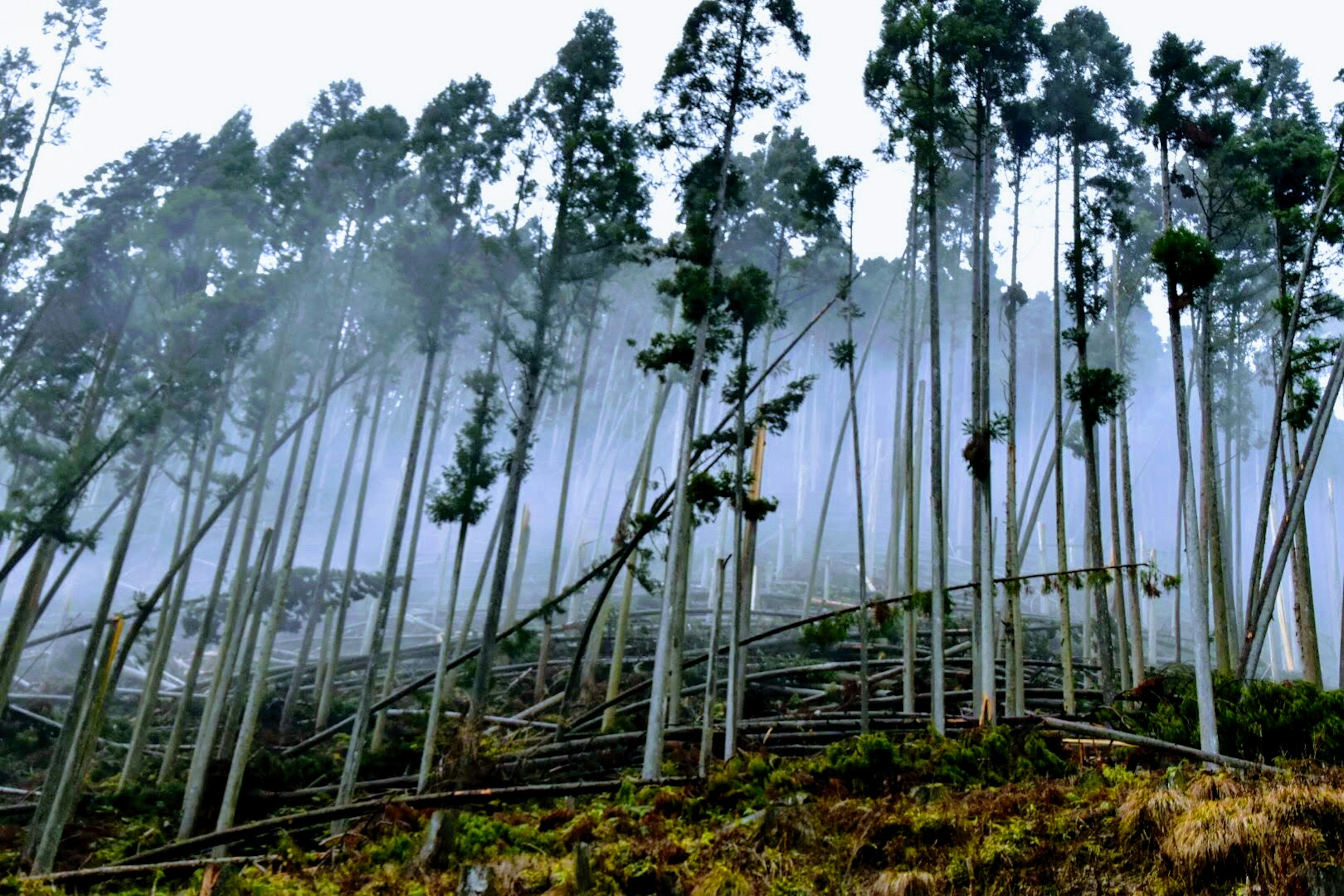 霧に包まれたユーカリの森の風景 倒れた木々と立ち上る木々が印象的