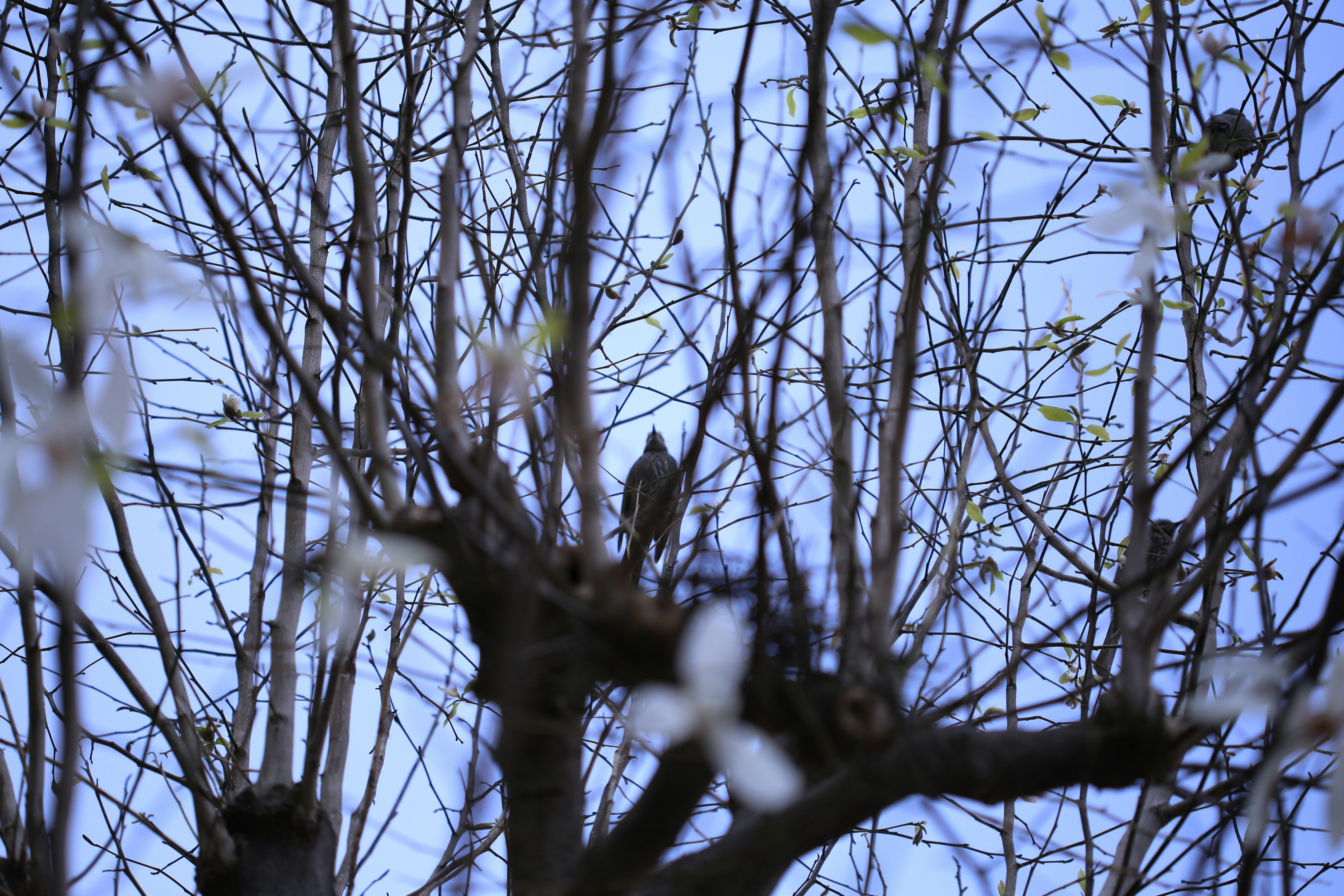 Silhouette eines Vogels zwischen Ästen mit blühenden Blumen vor blauem Himmel