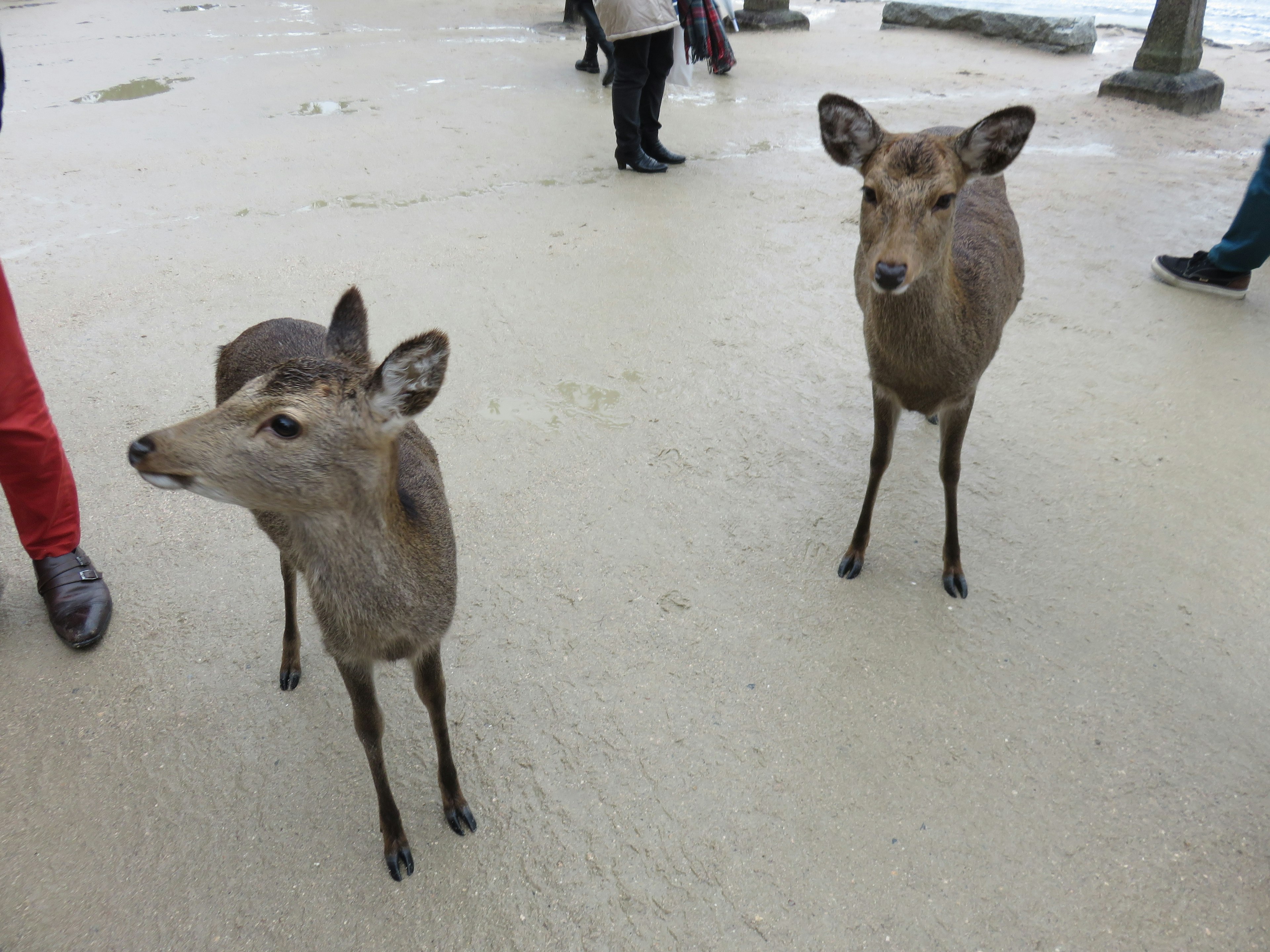 Two deer standing on a sandy area with people in the background