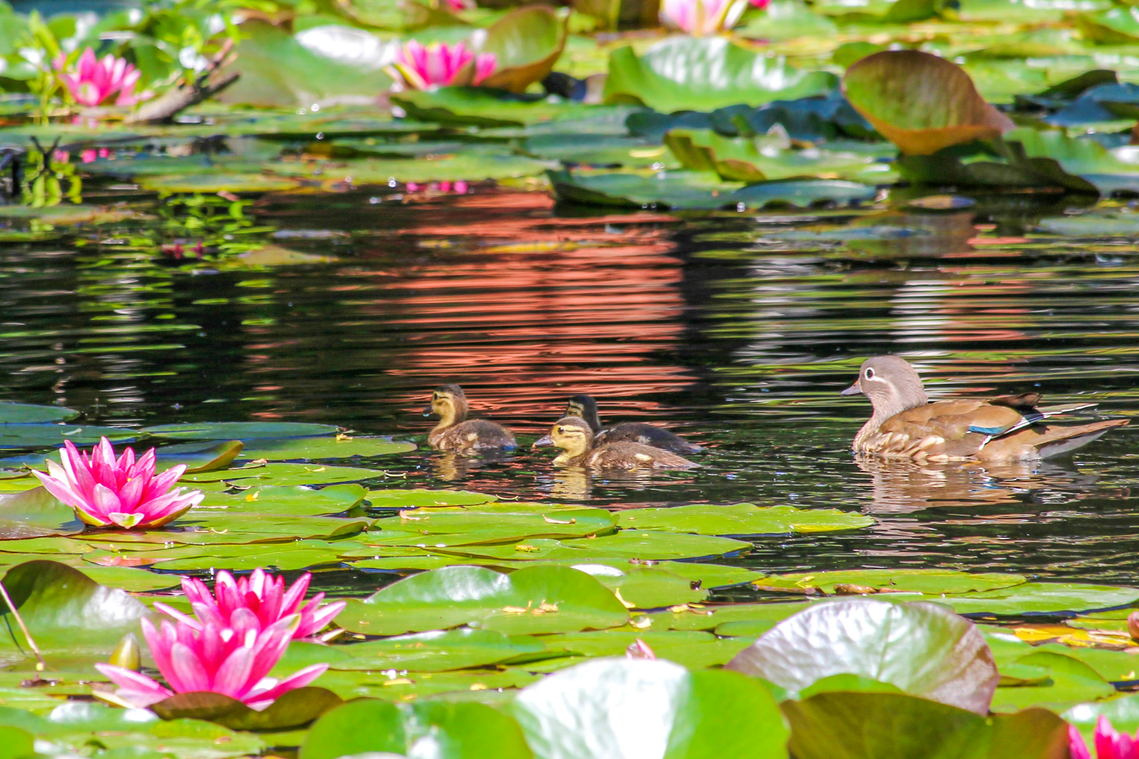 Eine Szene mit Entenküken, die zwischen rosa Seerosen in einem ruhigen Teich schwimmen