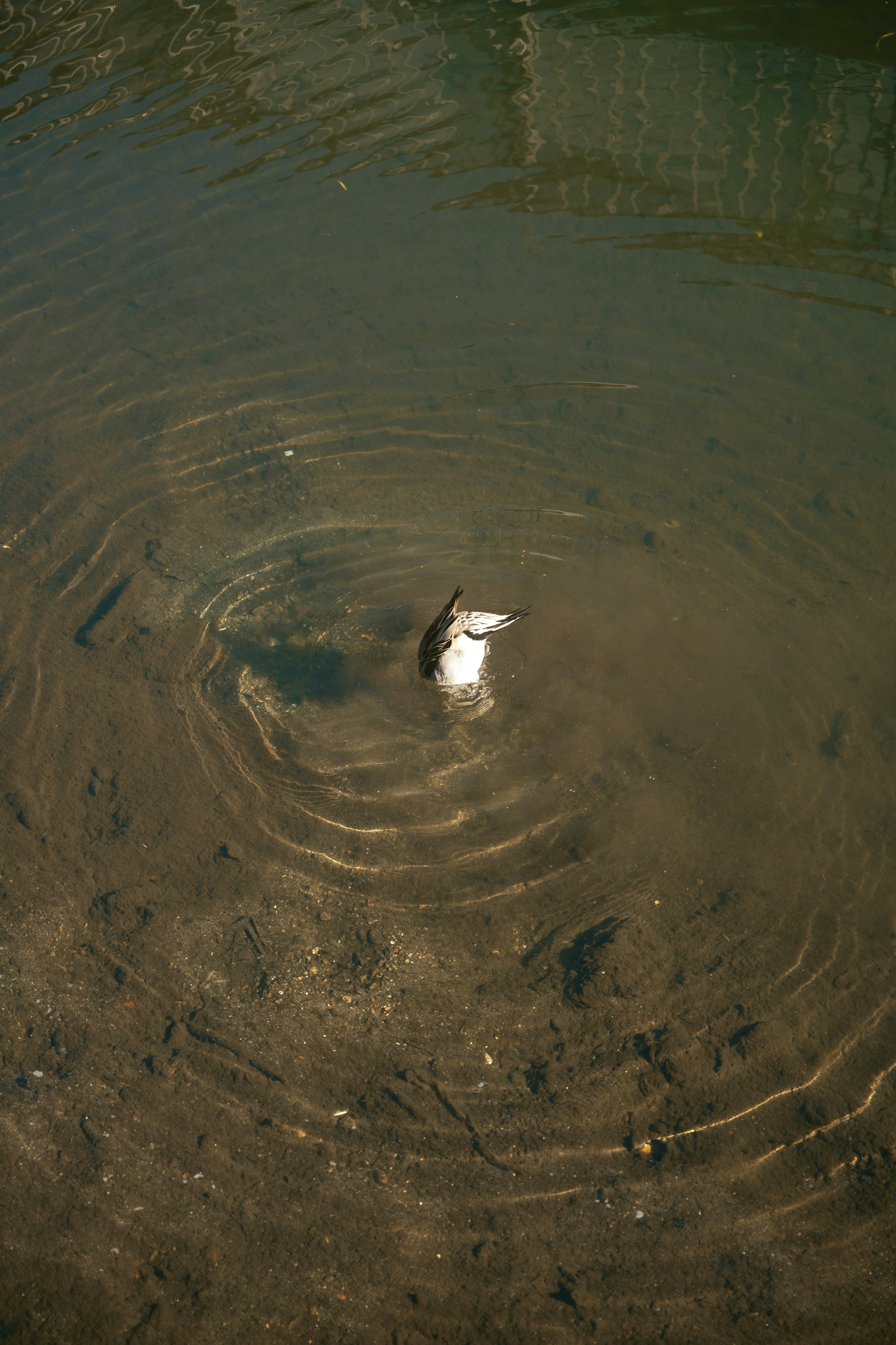 A white bird creating ripples on the water surface