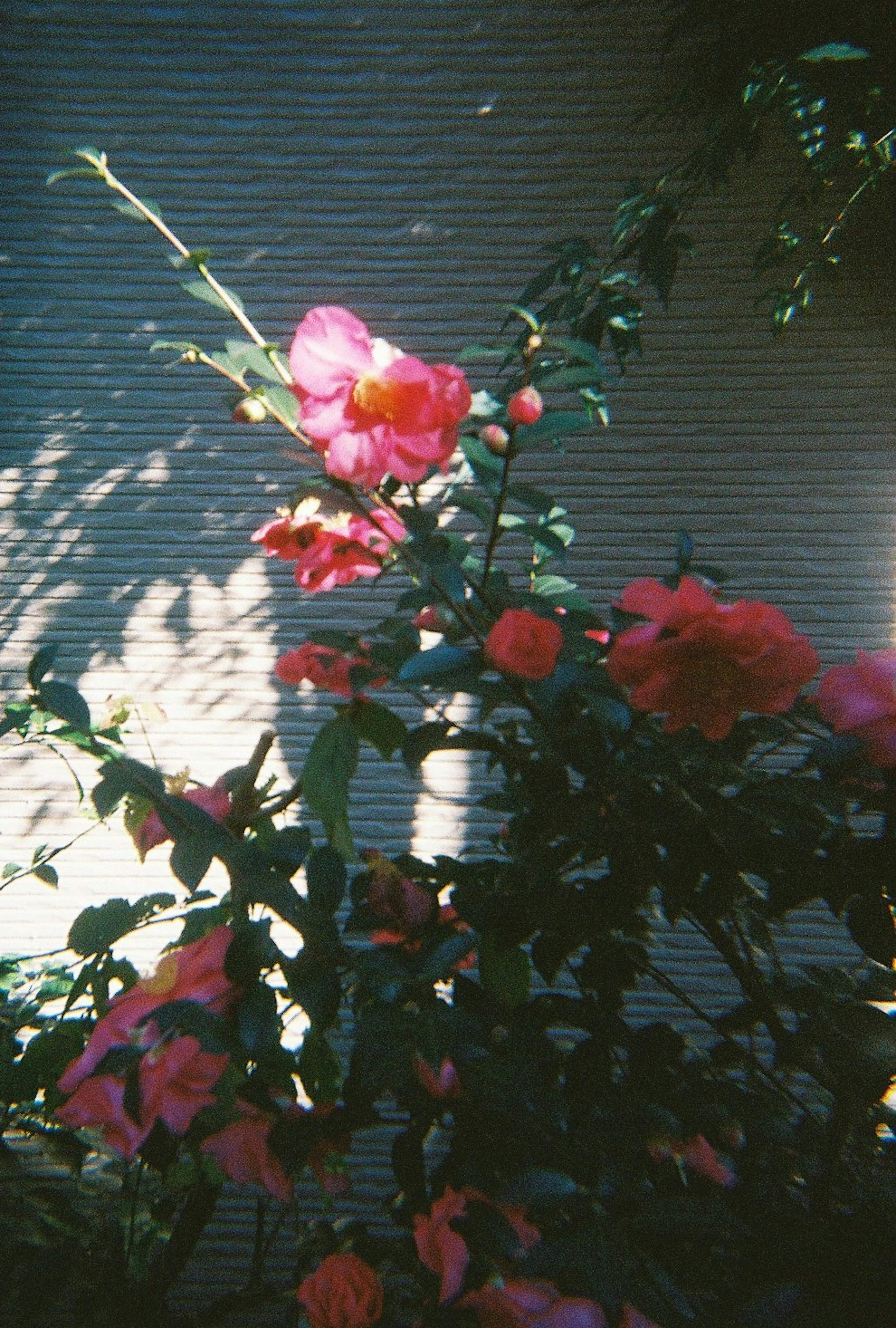 Close-up of pink flowers blooming on a plant with shadows in the background