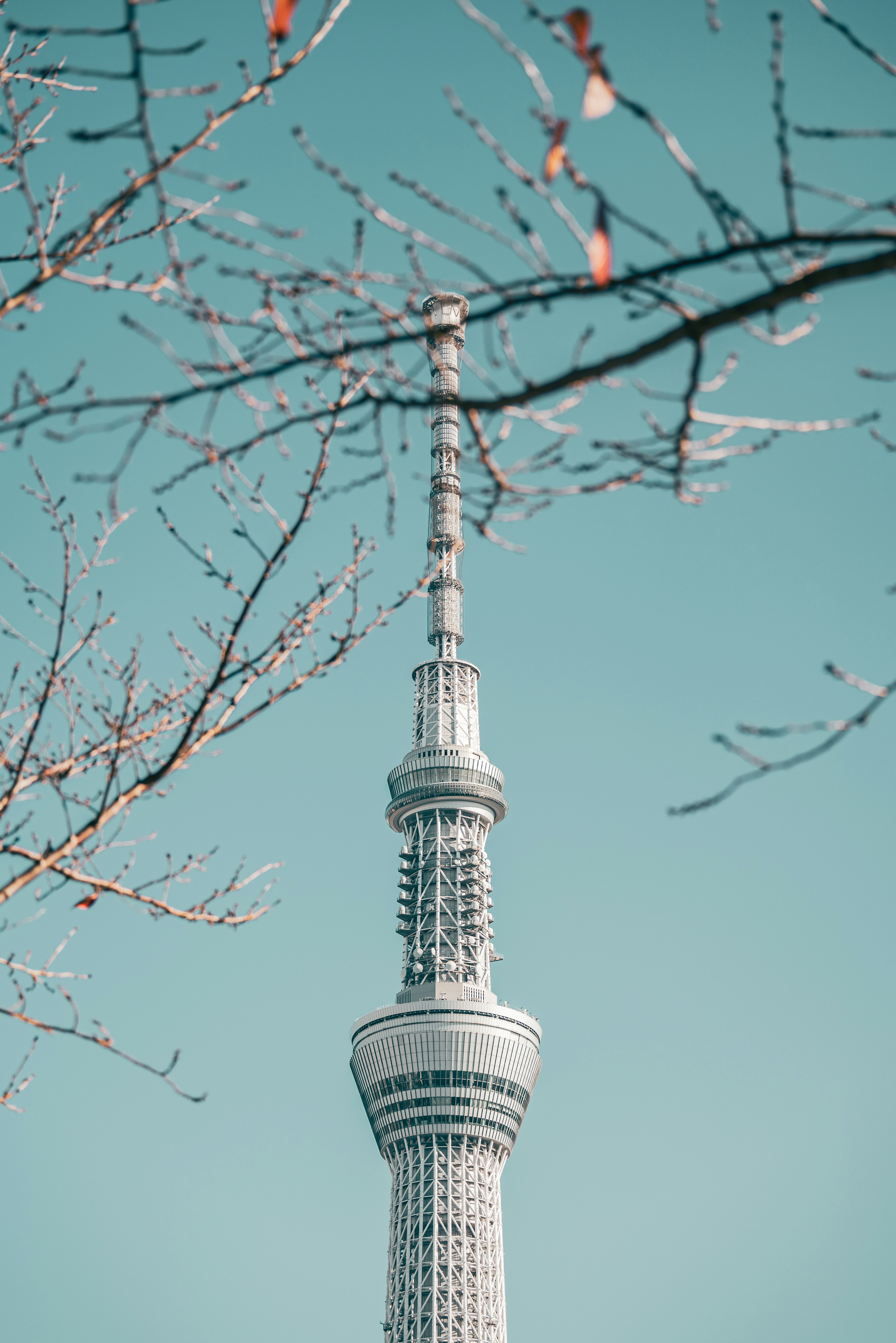 東京スカイツリーの美しい姿と青空のコントラスト