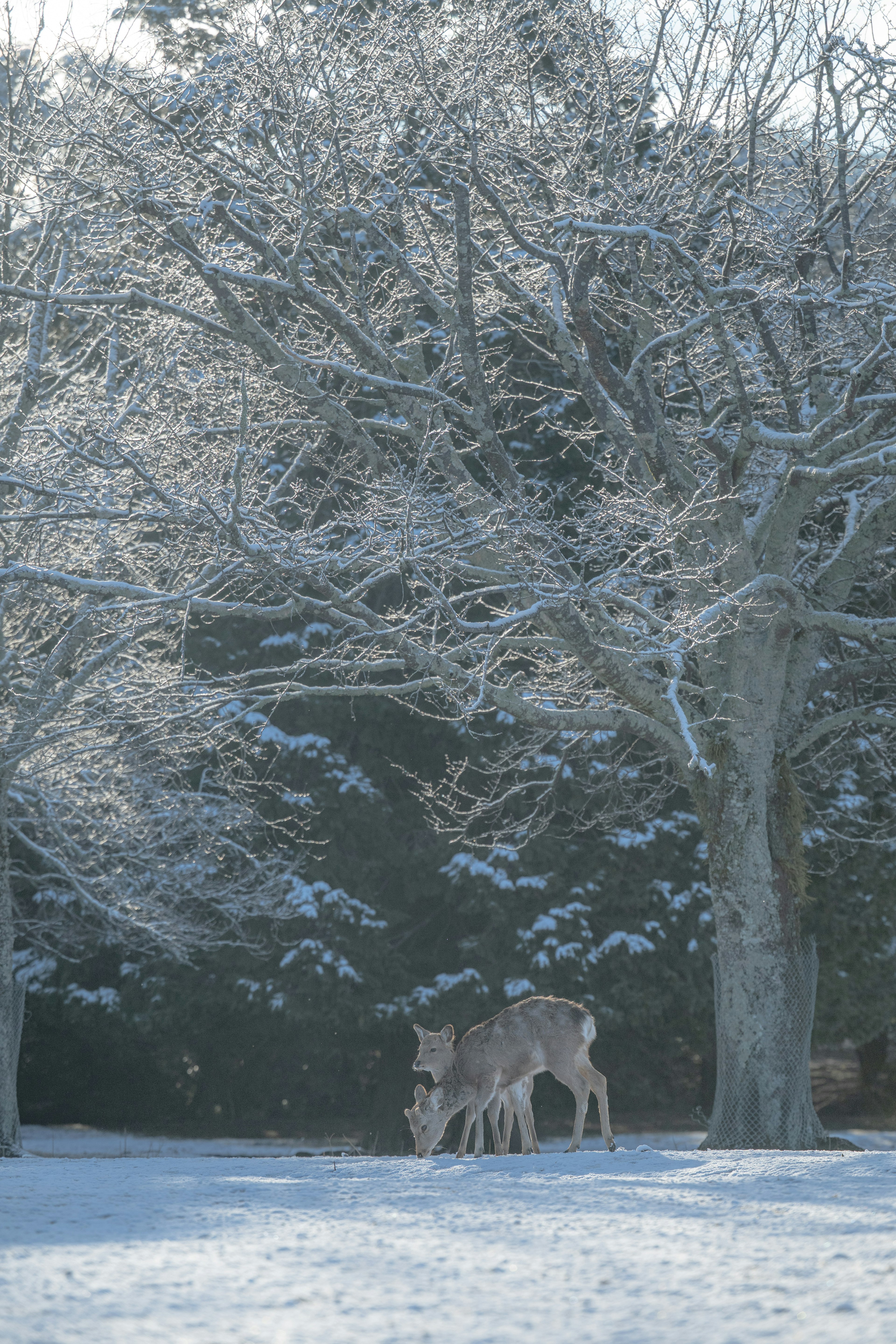 Two deer grazing under snow-covered trees