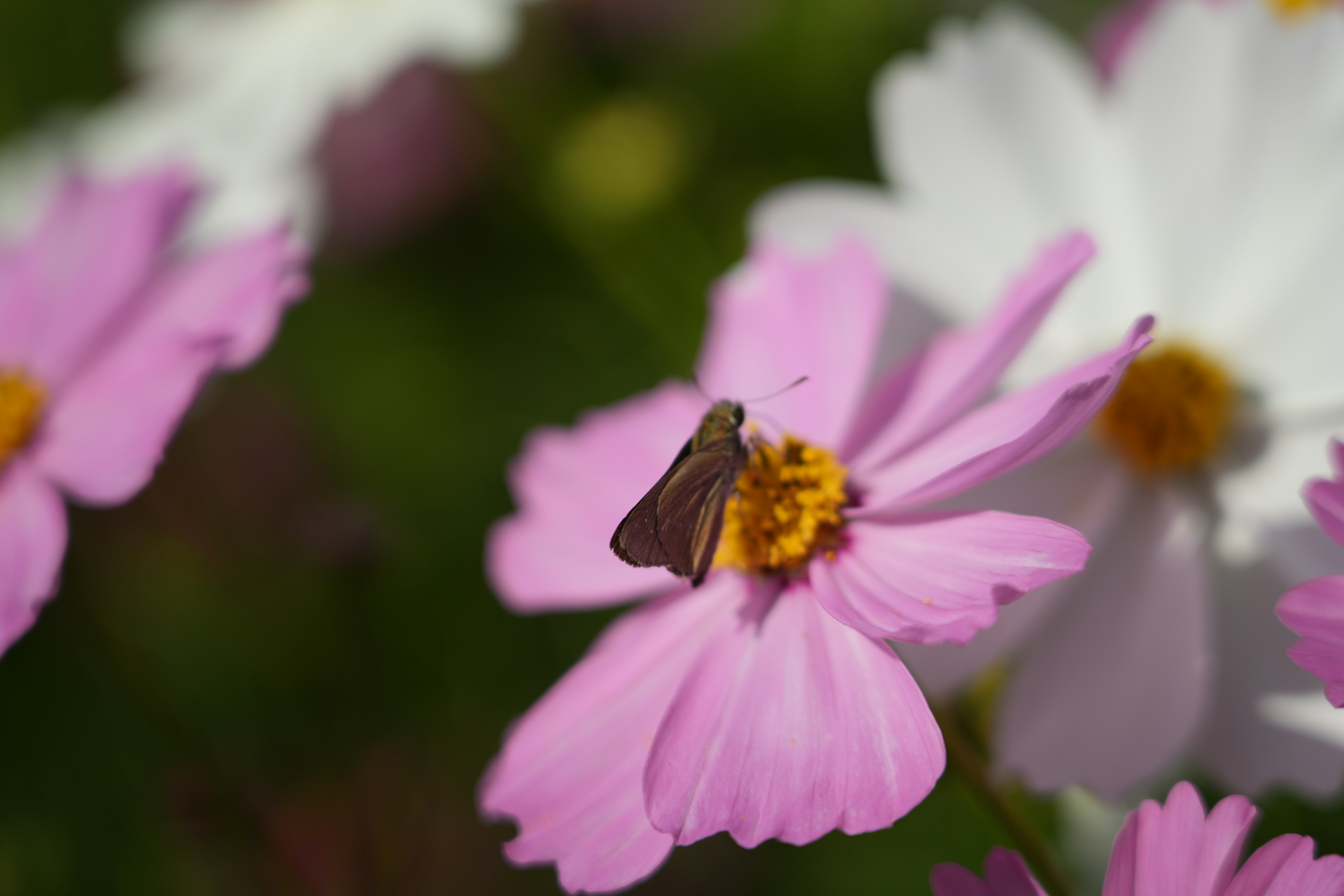 Piccolo farfalla che riposa su un fiore rosa