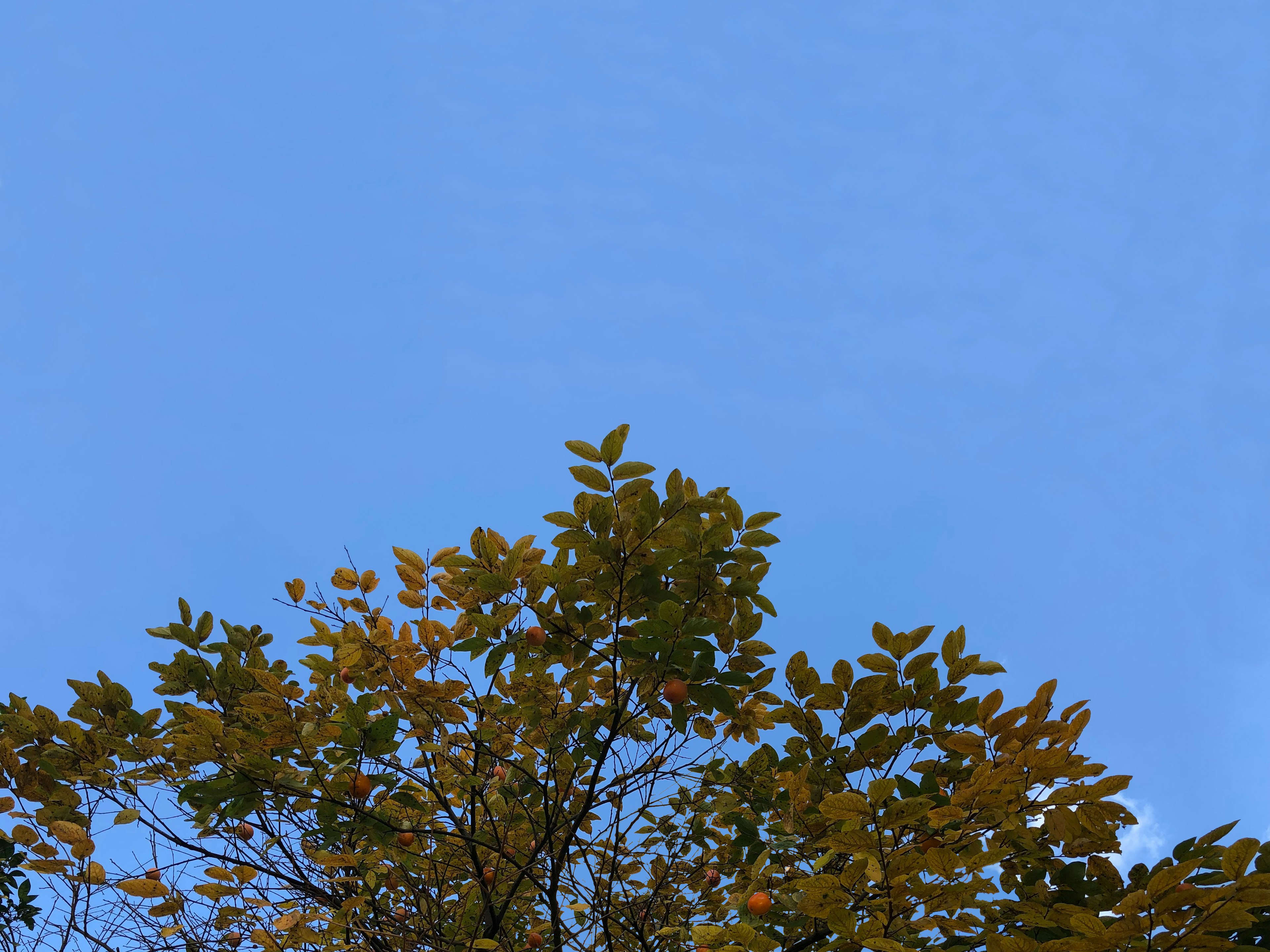 Obenansicht eines Baumes mit grünen und gelben Blättern vor einem blauen Himmel