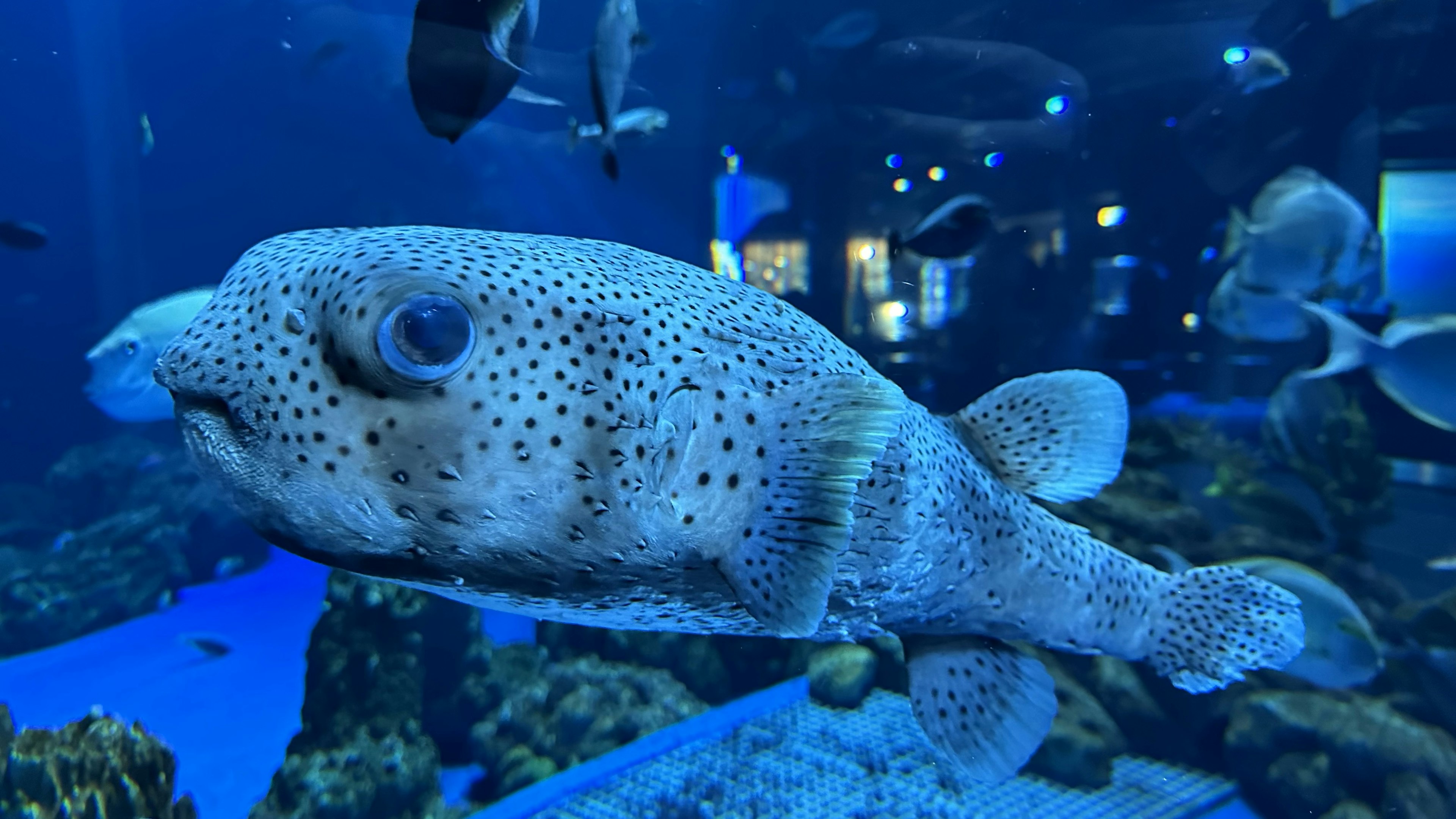 在藍色水族館水中游泳的斑點魚