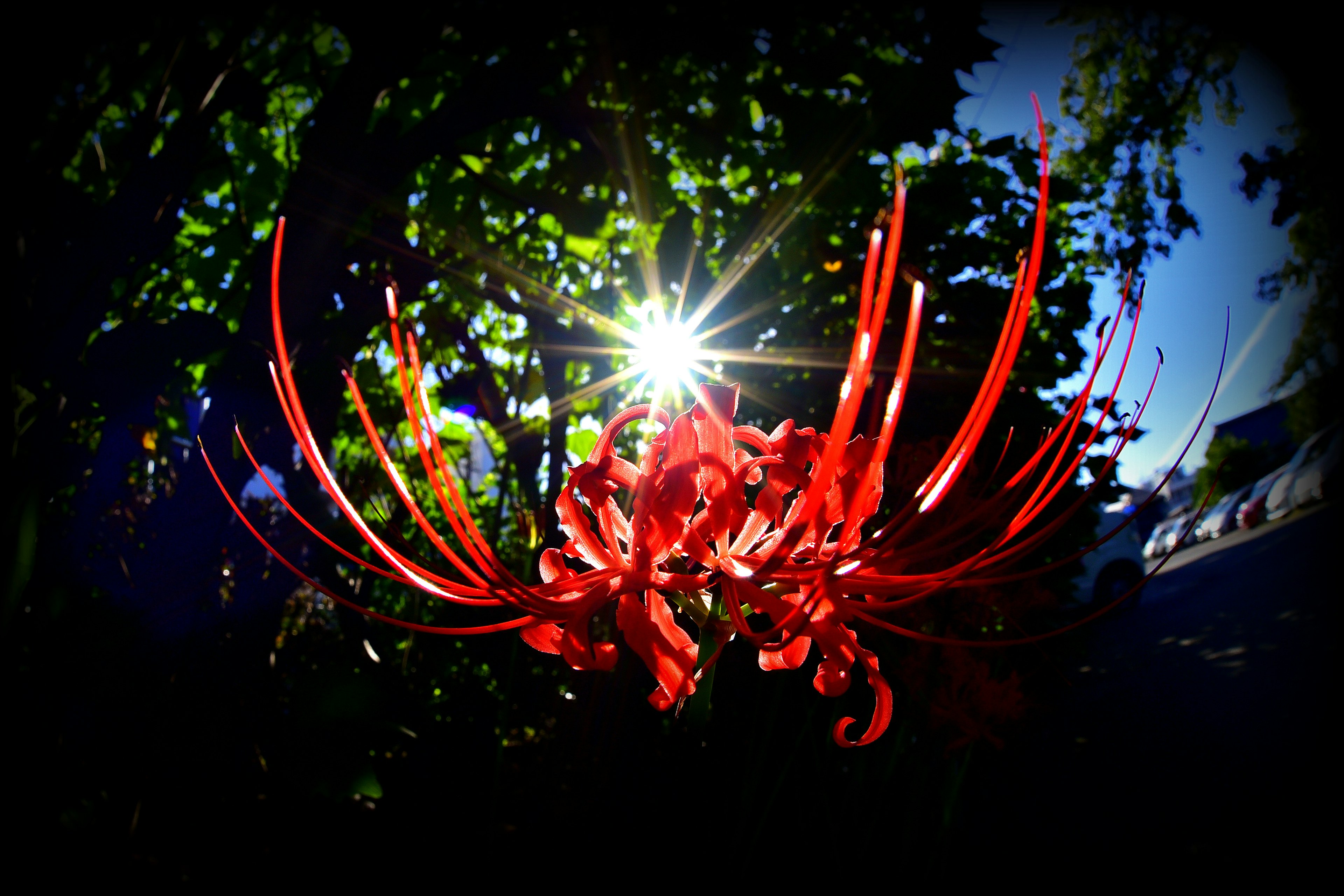 Belle scène avec une fleur rouge et la lumière du soleil qui brille