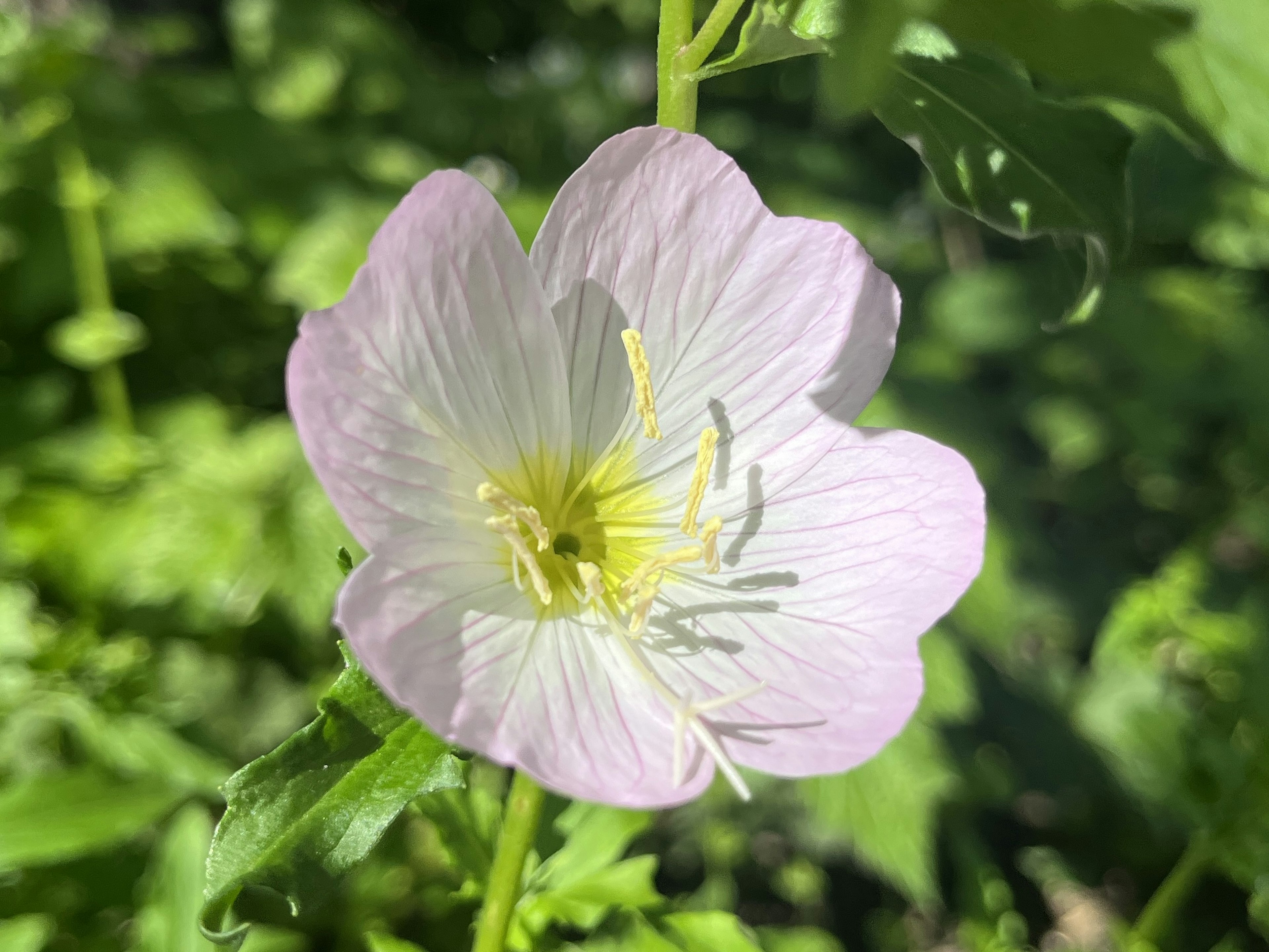 薄紫色の花と黄色の中心が特徴的な植物