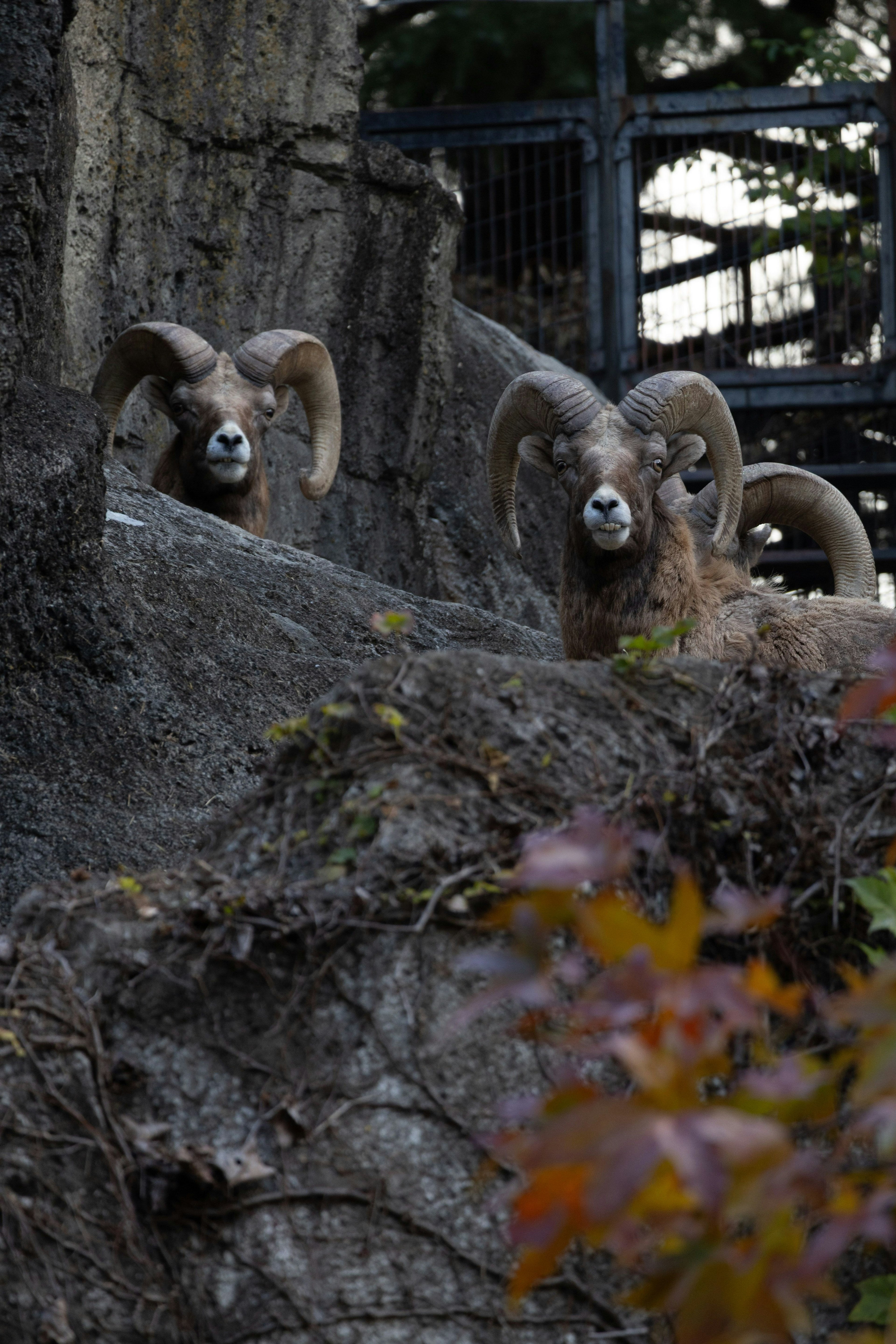 Two large-horned sheep on a rocky surface