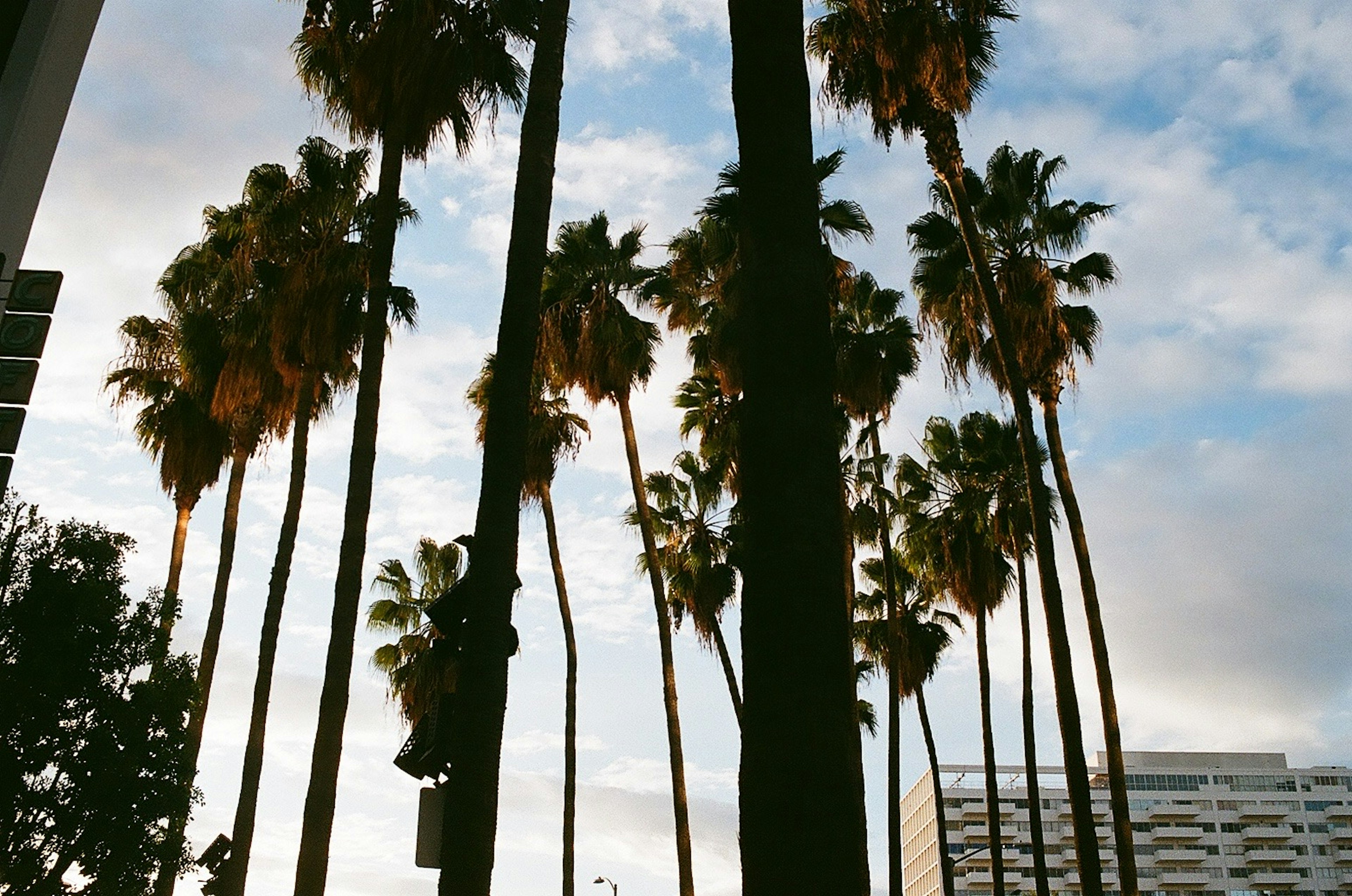 Tall palm trees lining a city street under a cloudy sky