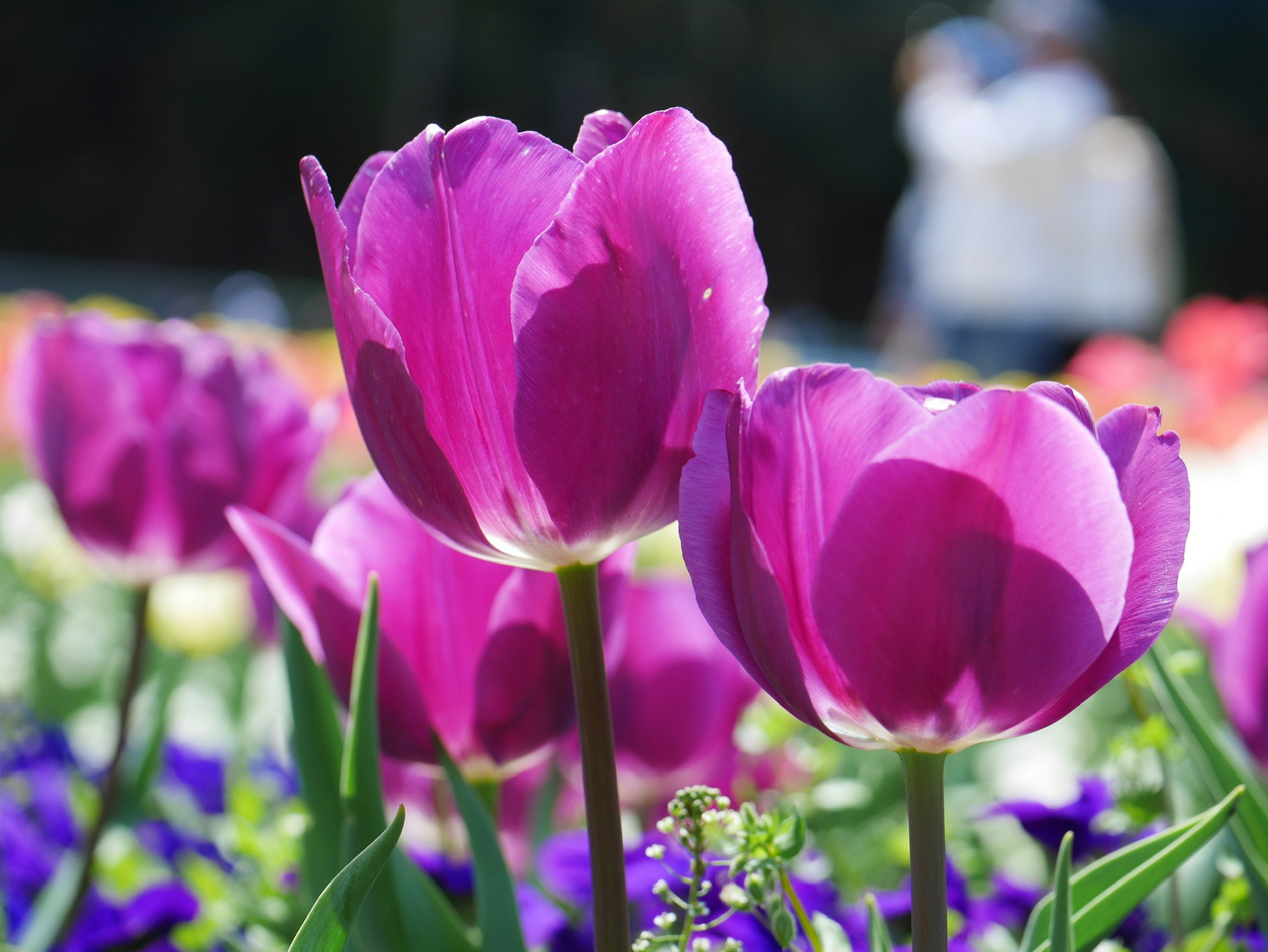 Tulip ungu cerah mekar di taman dengan sosok samar di latar belakang