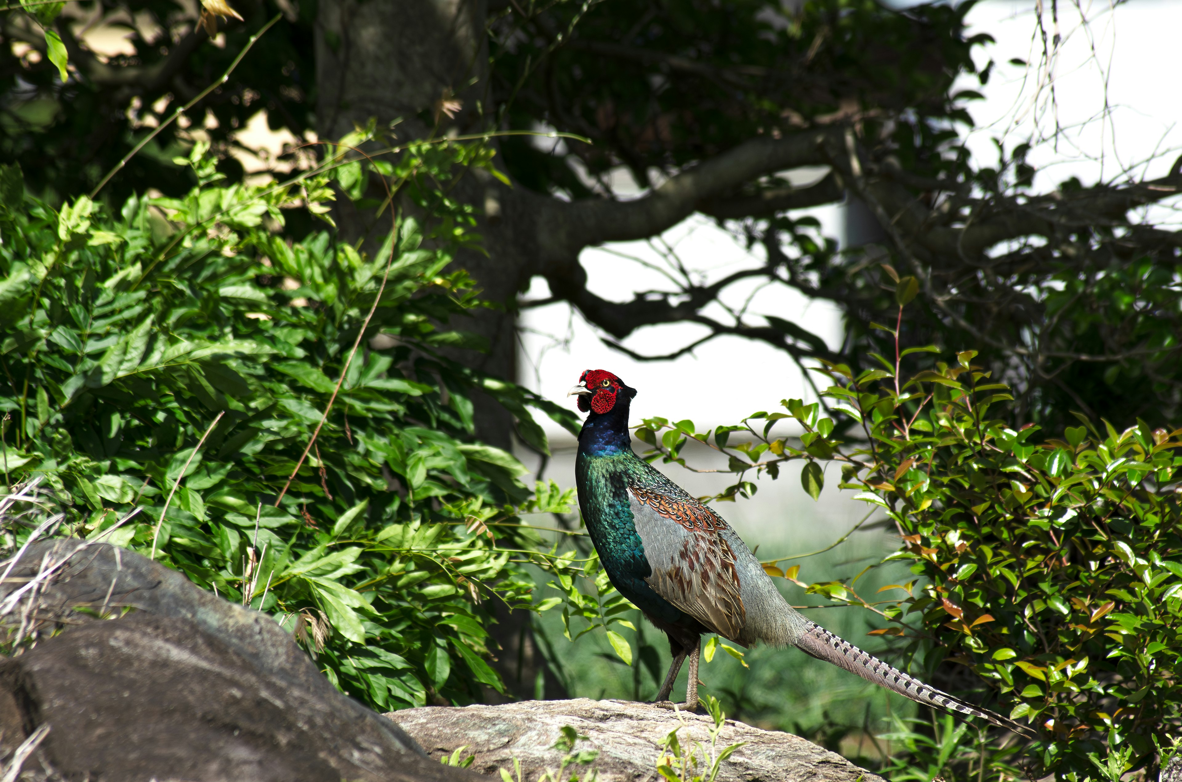 Male pheasant peeking through green foliage with a red head and blue feathers