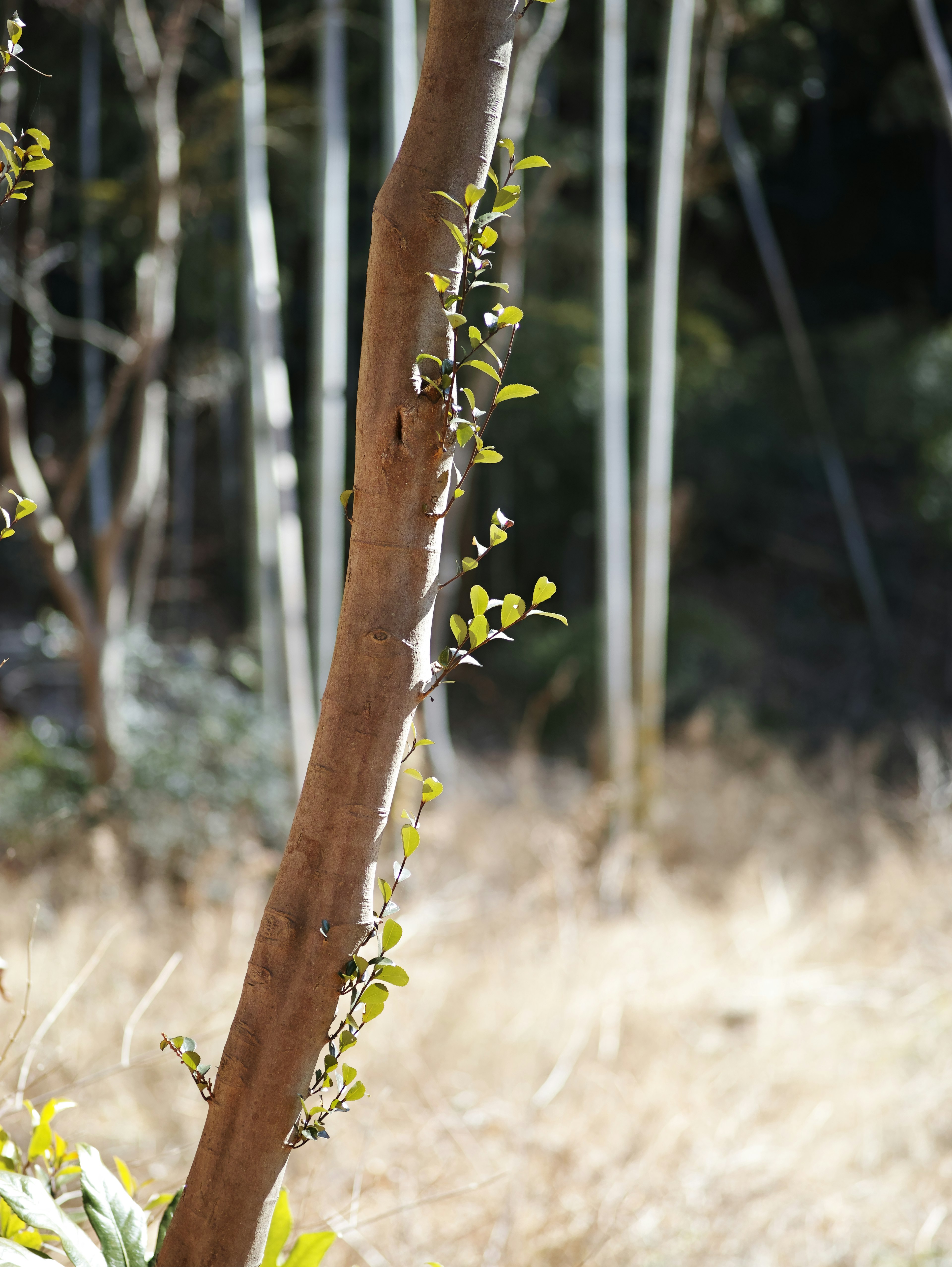 A tree trunk with new leaves growing