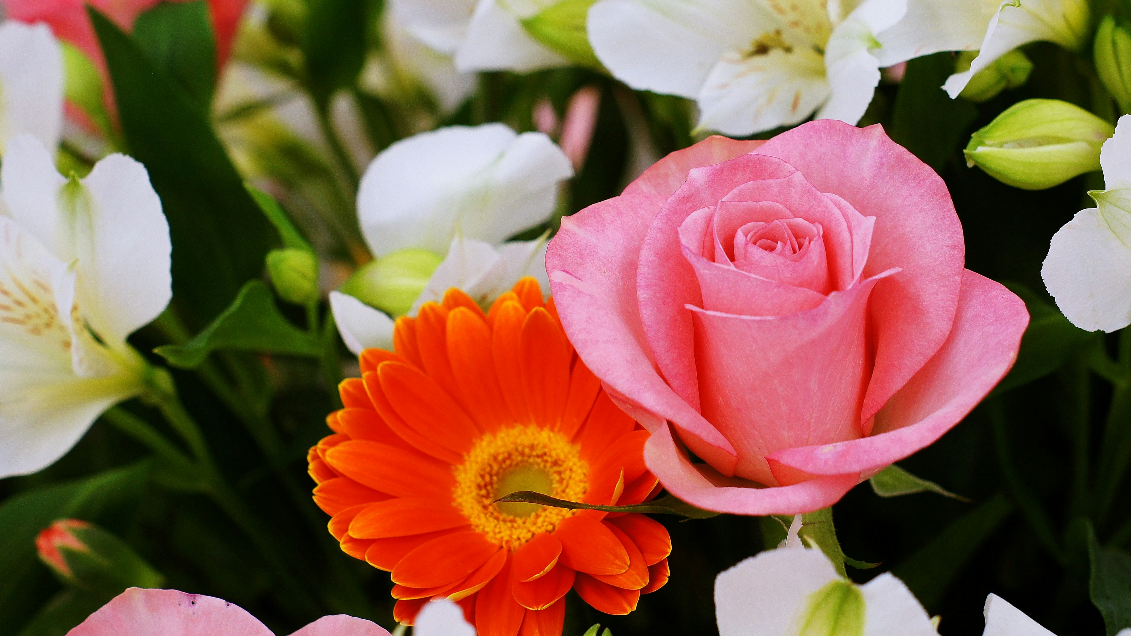 Un bouquet con una rosa rosa e una gerbera arancione circondato da fiori bianchi