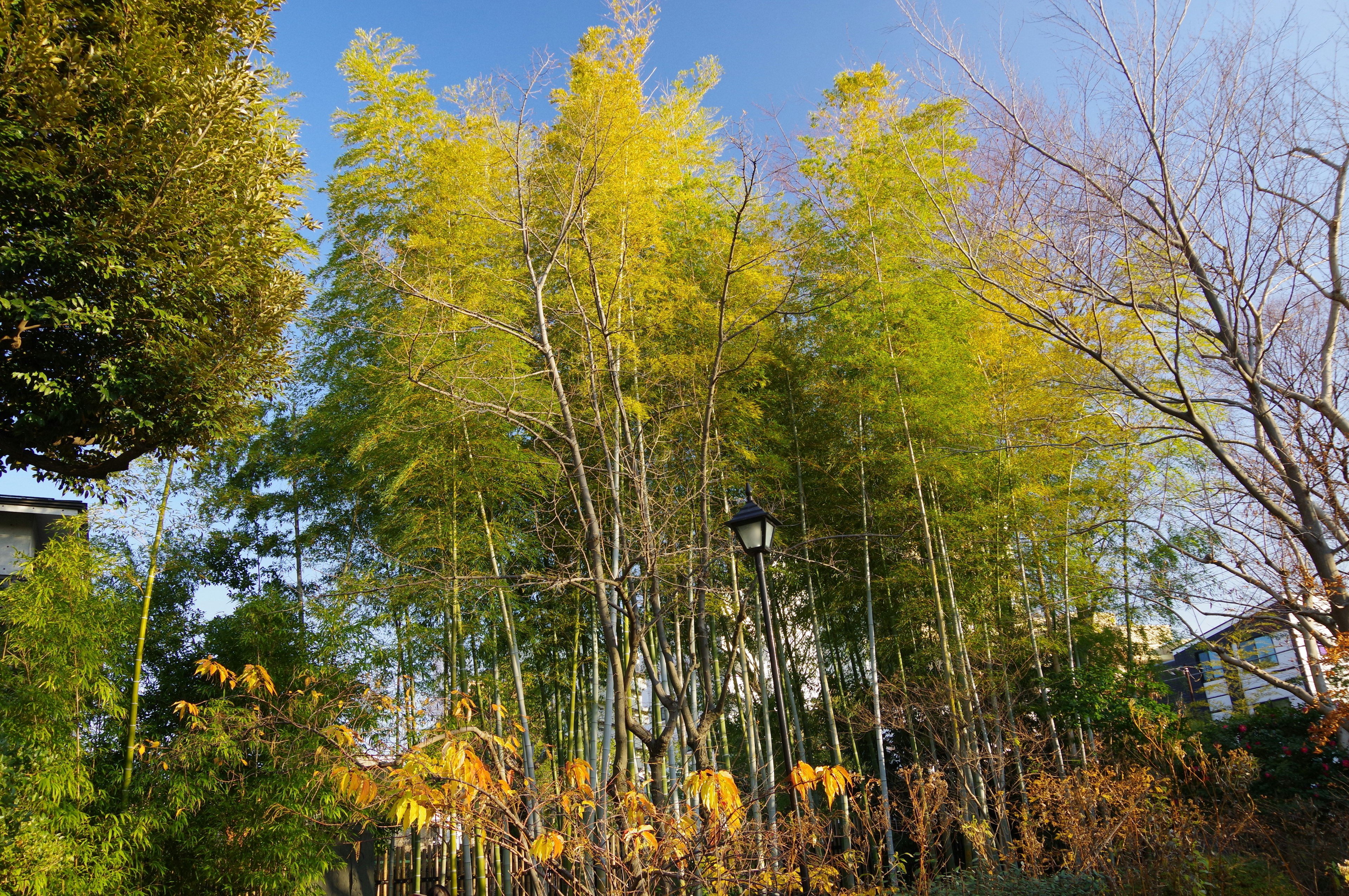 A vibrant bamboo grove under a clear blue sky with autumn foliage