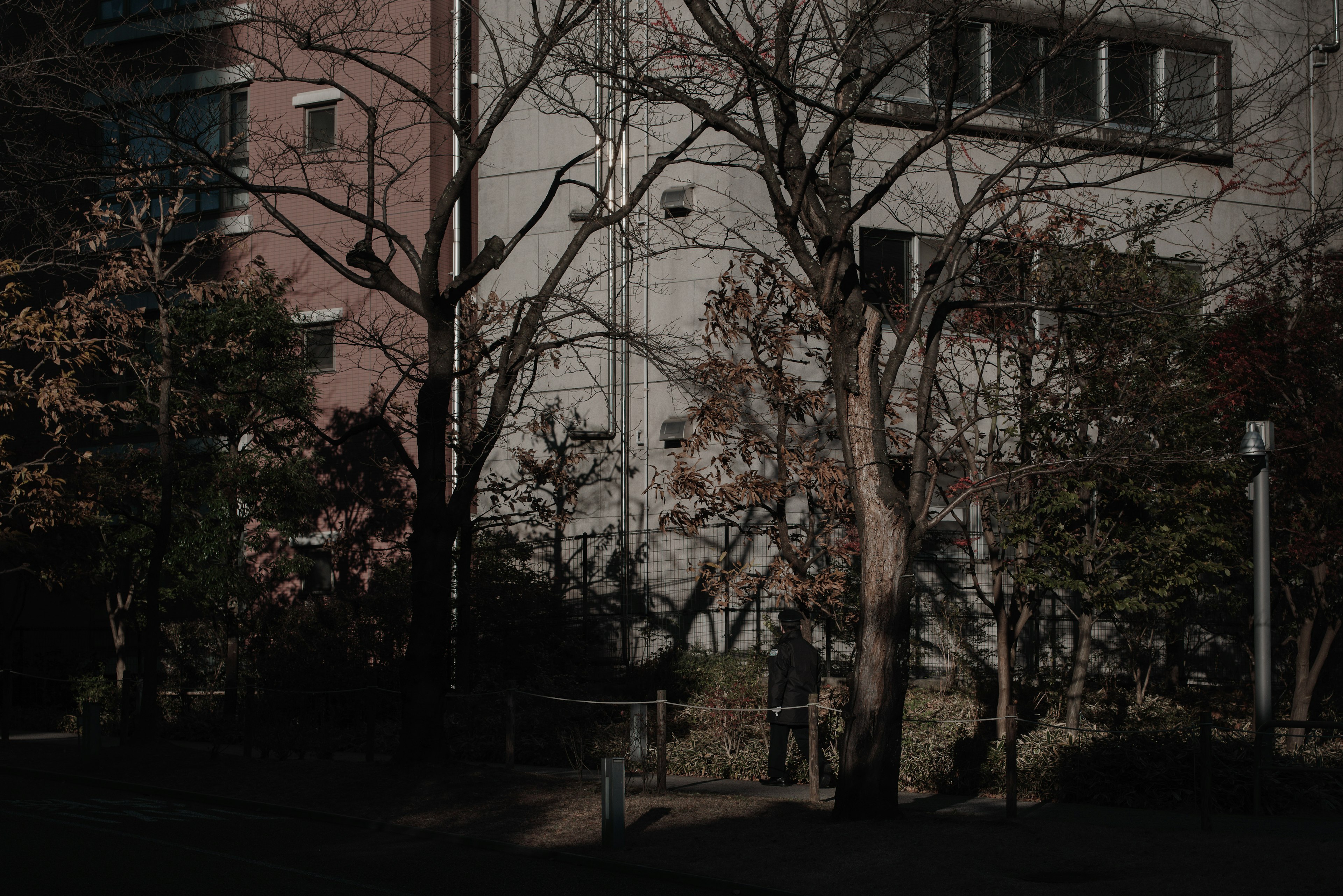 秋の公園の風景で、葉の落ちた木と近くの建物が見える