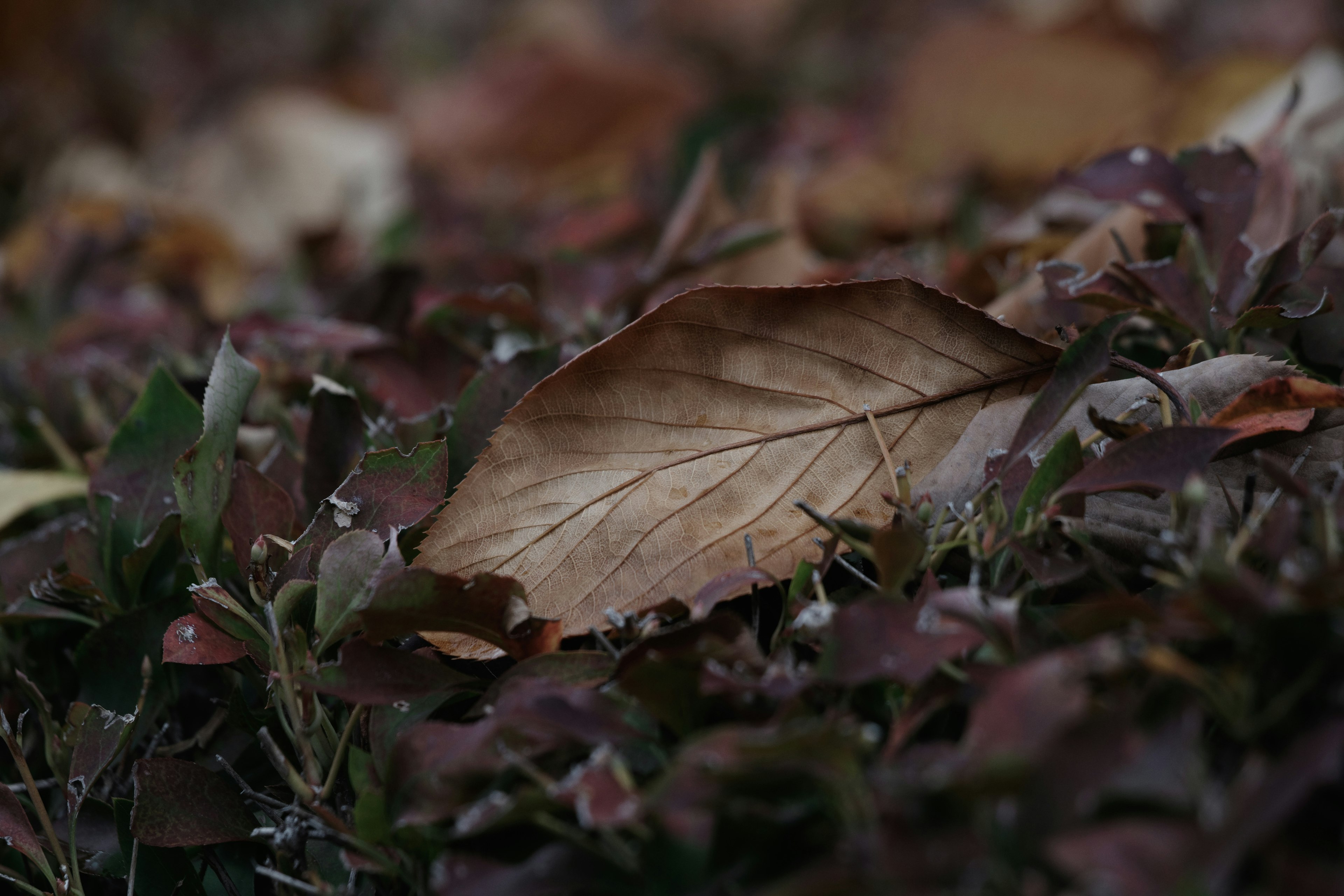 茶色の枯れ葉が緑の草の上に落ちている画像