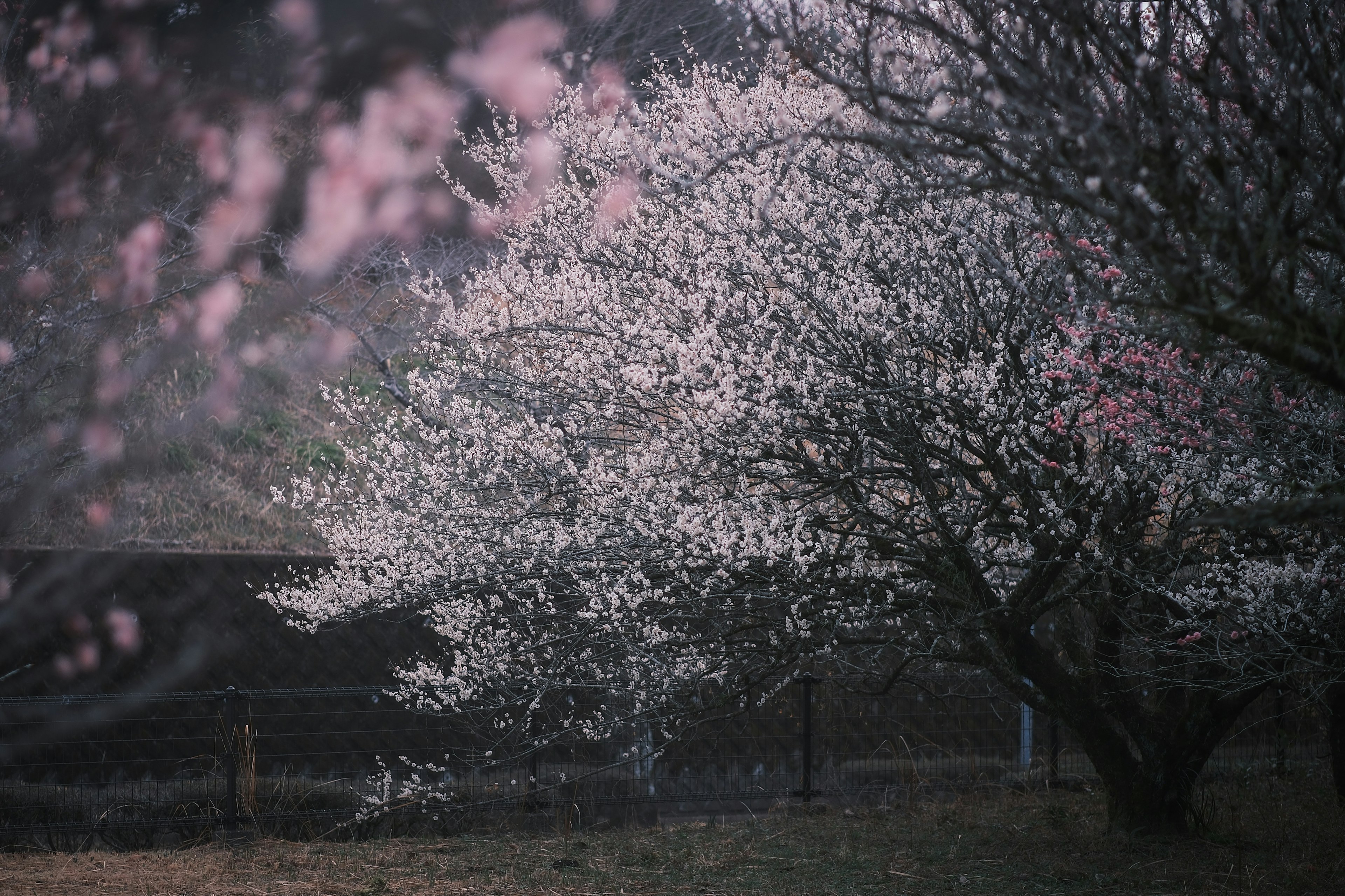 Un albero con fiori rosa pallido e uno sfondo sfocato