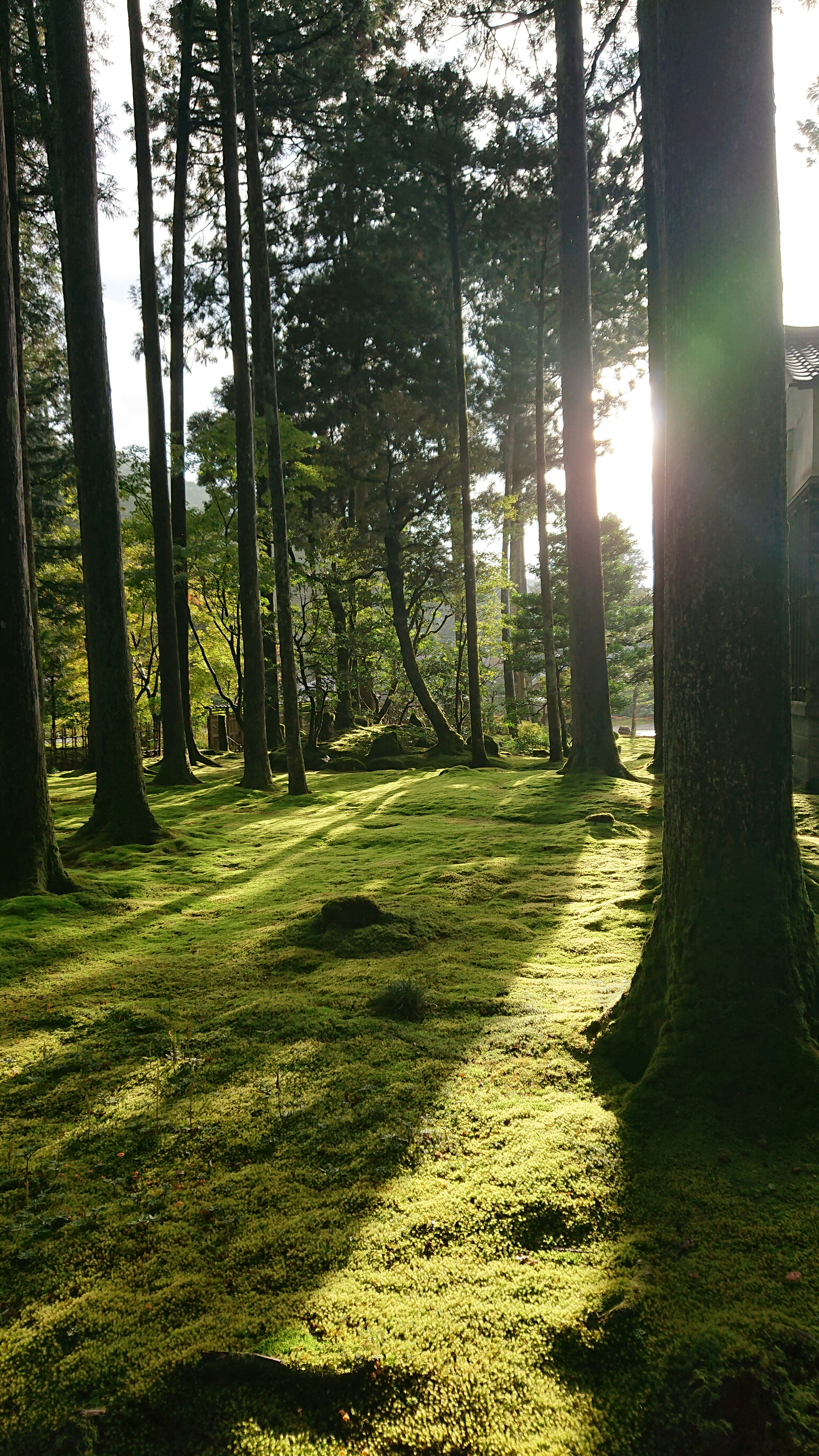 Alti alberi in una foresta coperta di muschio verde e luce solare