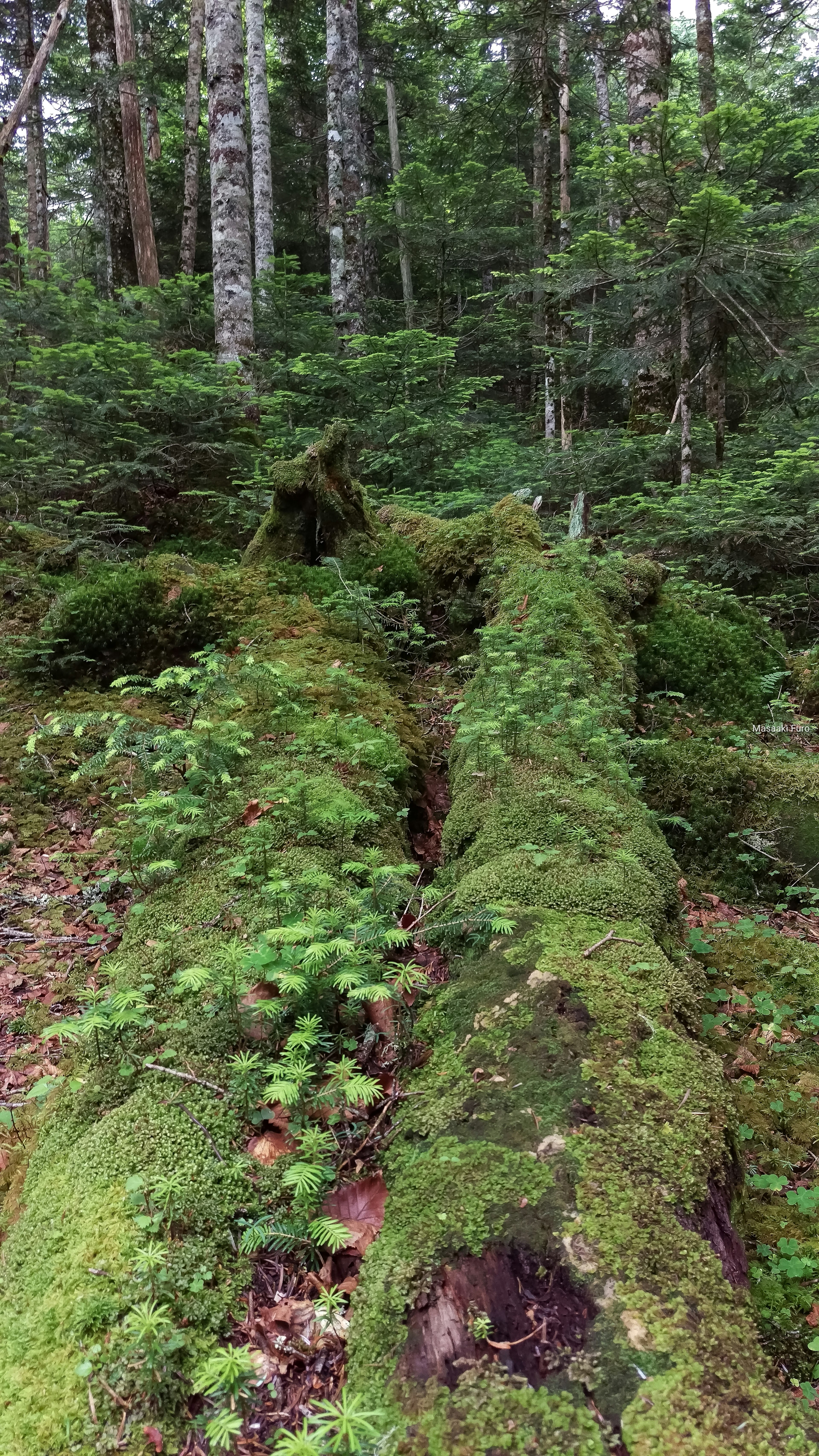 緑の苔で覆われた倒木が森の中に横たわっている