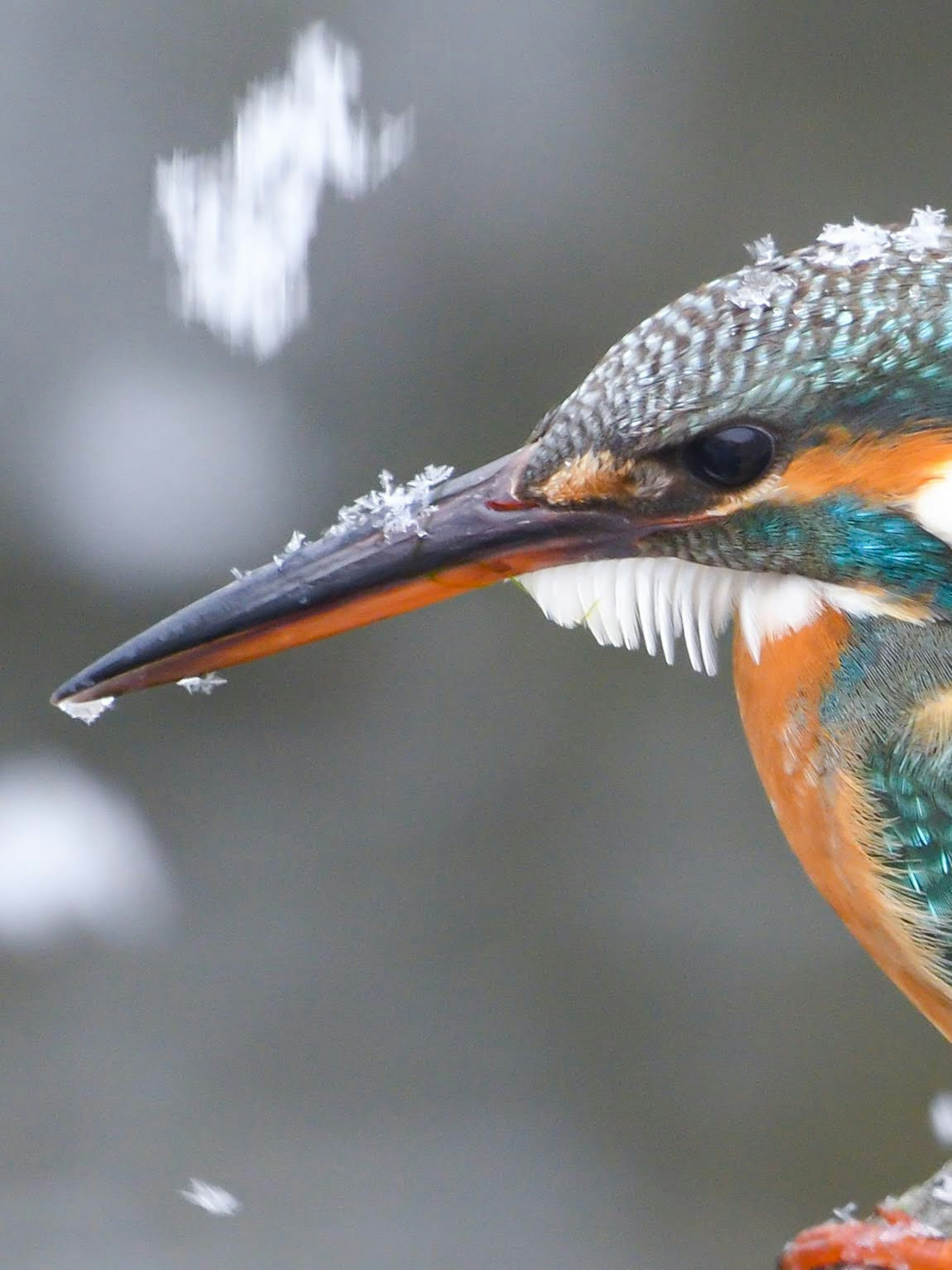 Nahaufnahme eines Eisvogels im Schnee mit leuchtend orangefarbenen und blauen Federn stechenden Augen und einem scharfen Schnabel