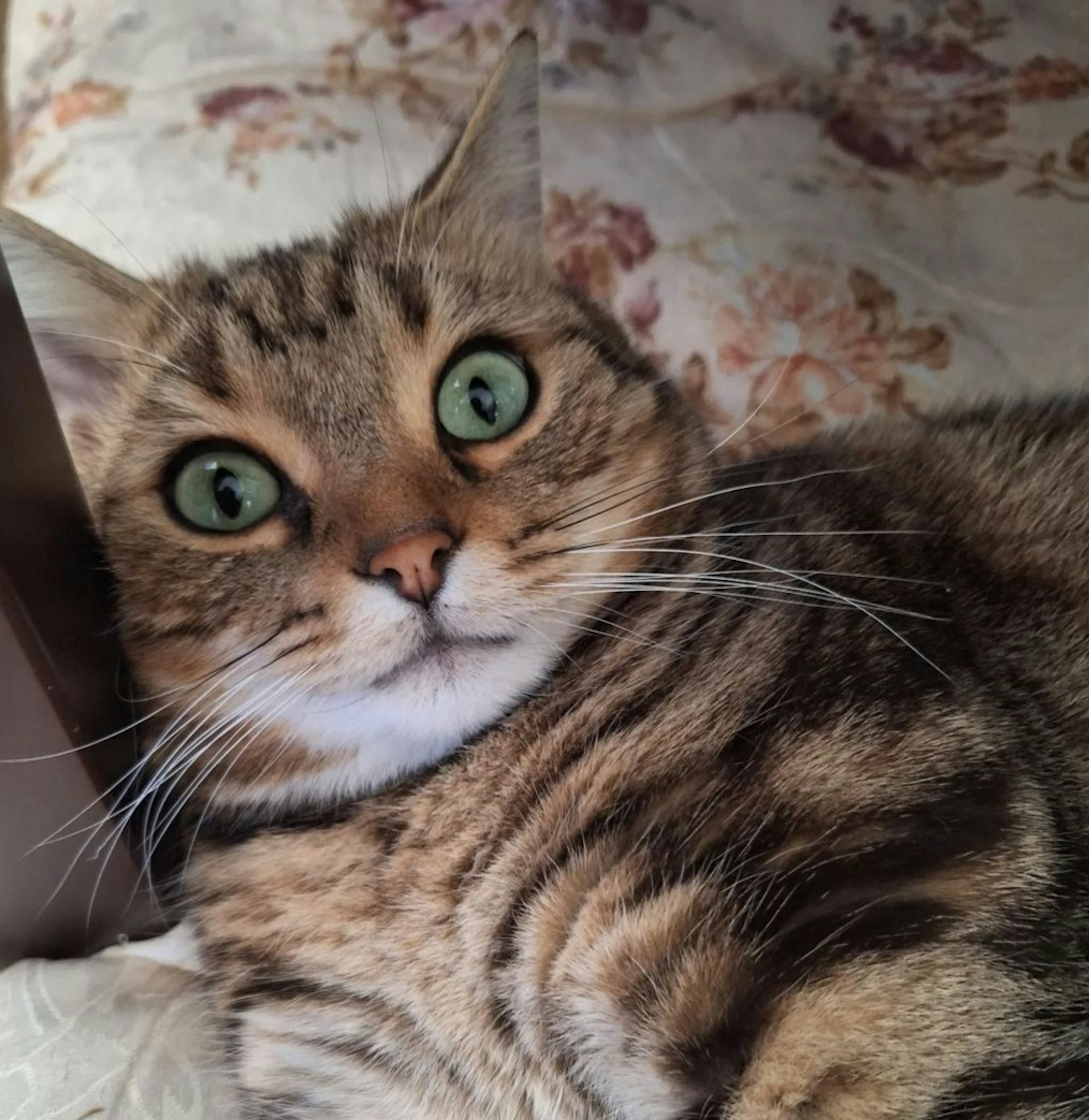 A surprised-looking brown cat lying down