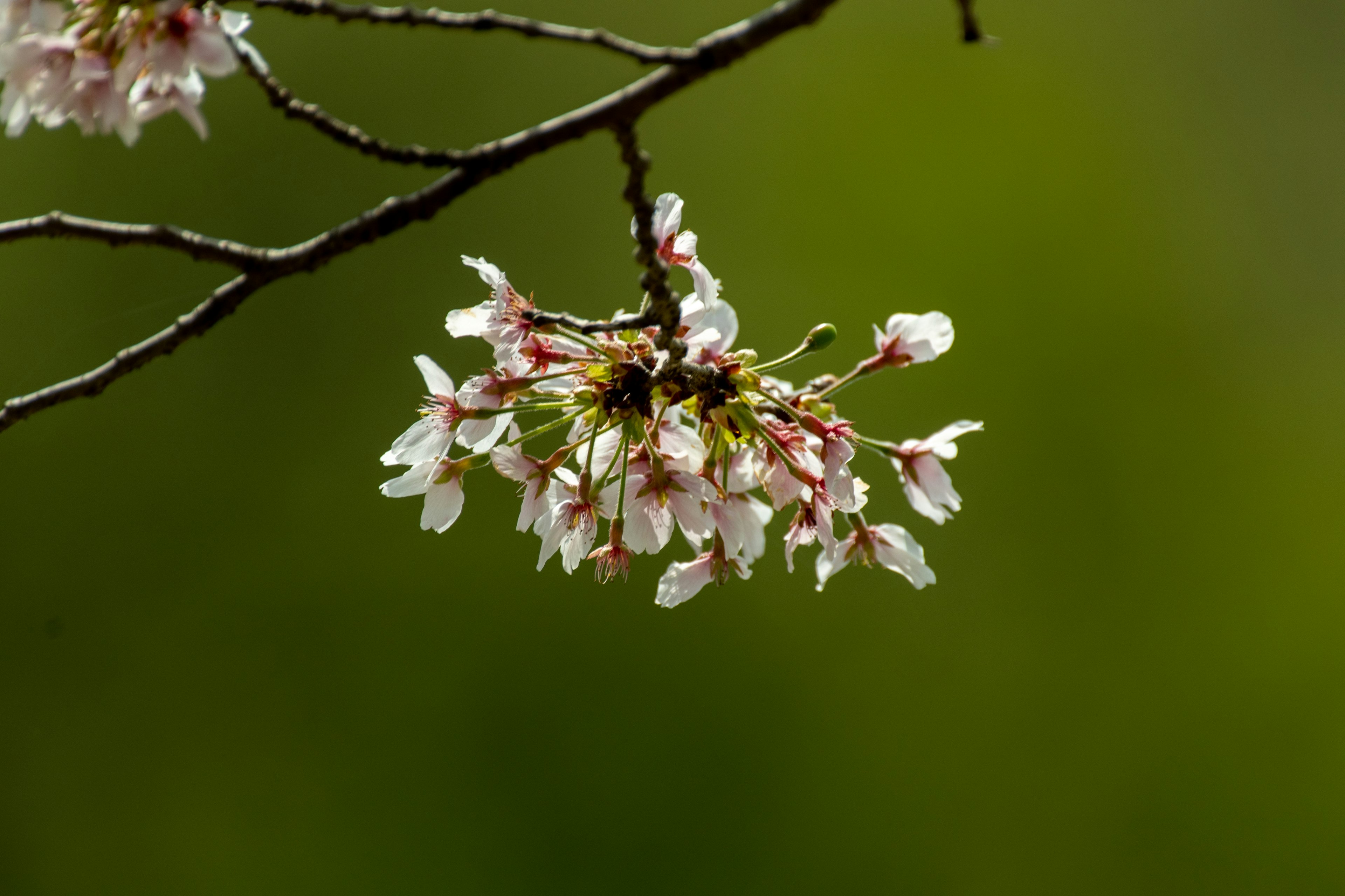 Kedekatan bunga sakura di cabang dengan latar belakang hijau